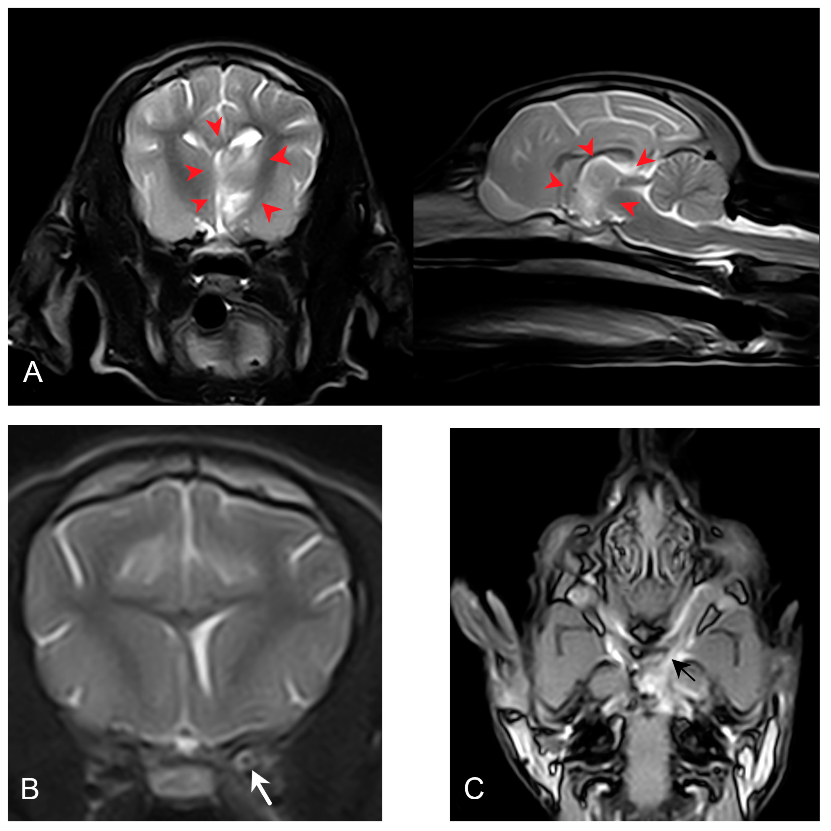 Vetsci 12 00076 g001