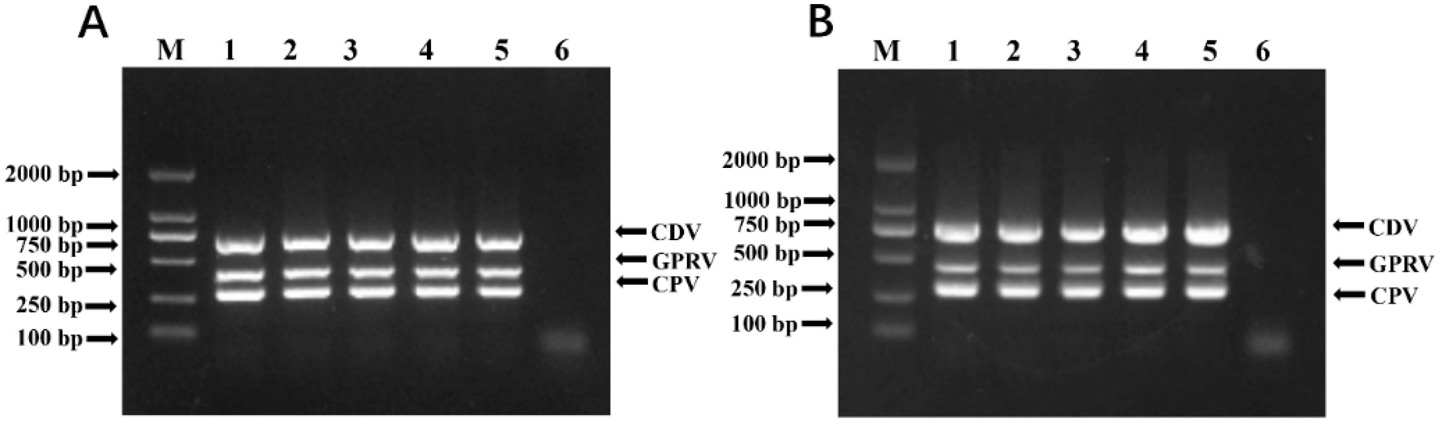Vetsci 12 00081 g003