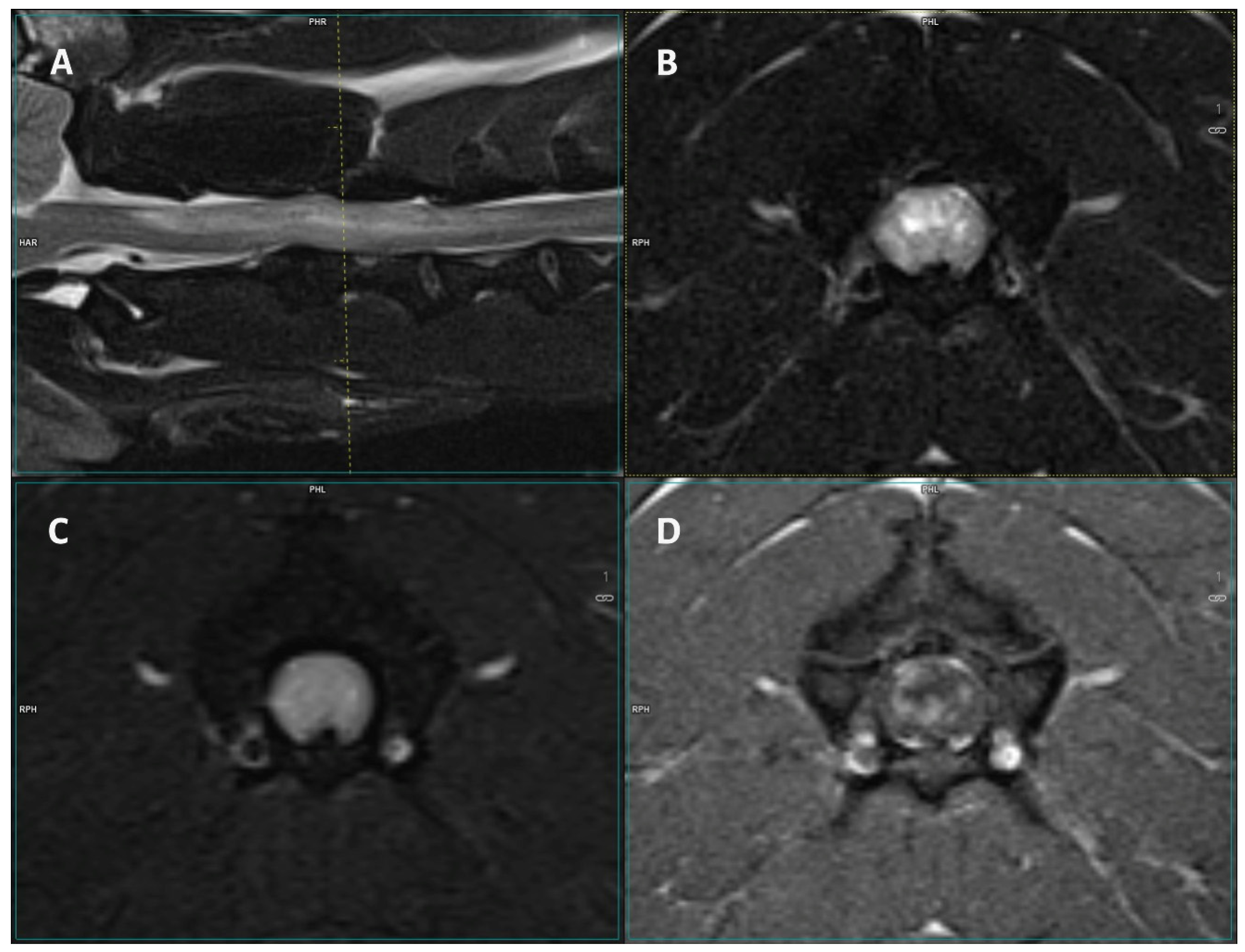 Vetsci 12 00083 g001