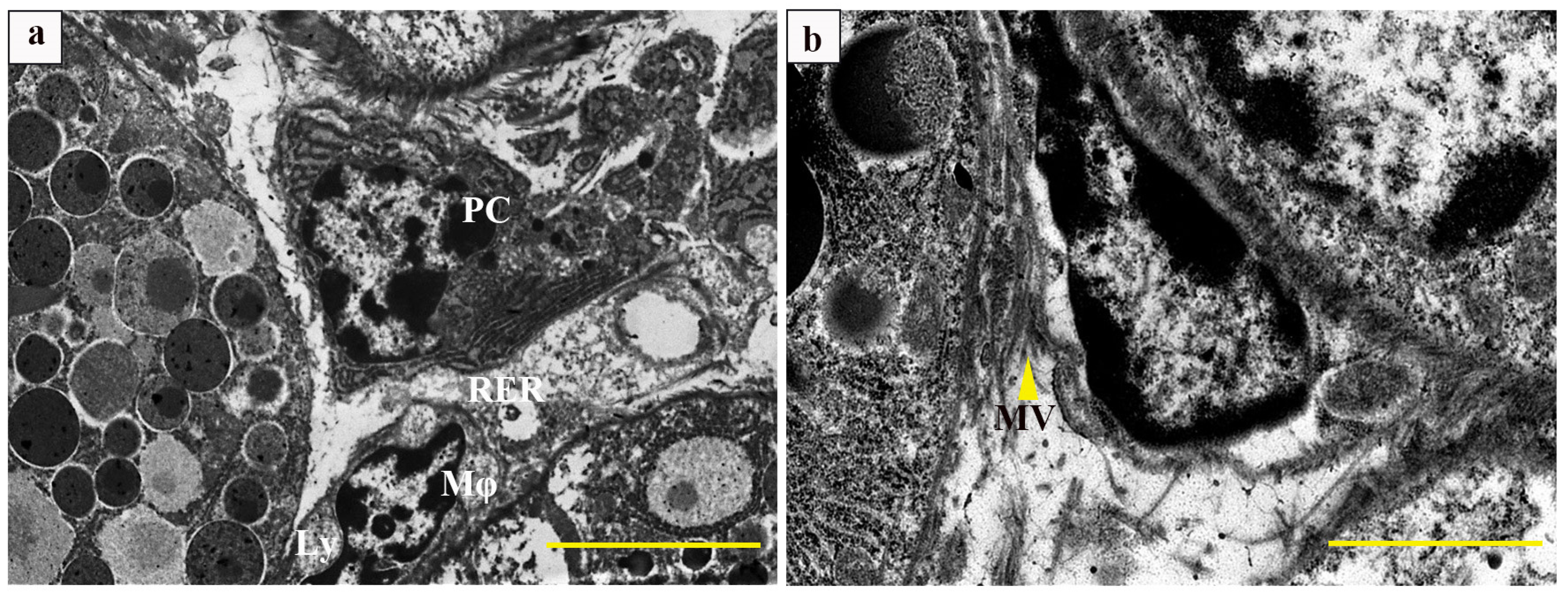Vetsci 12 00108 g002 Vetsci 12 00108 g002