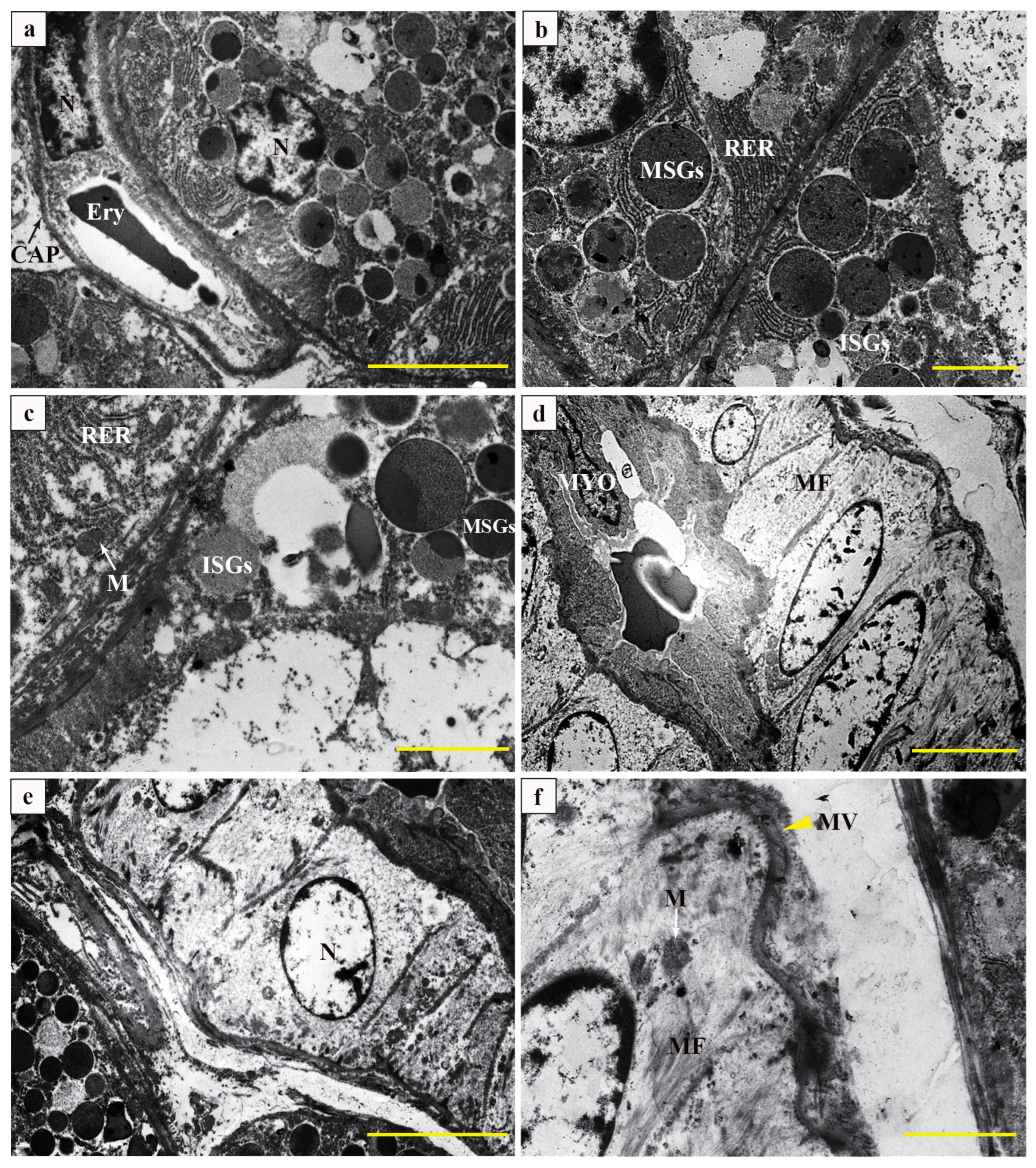 Vetsci 12 00108 g003 Vetsci 12 00108 g003