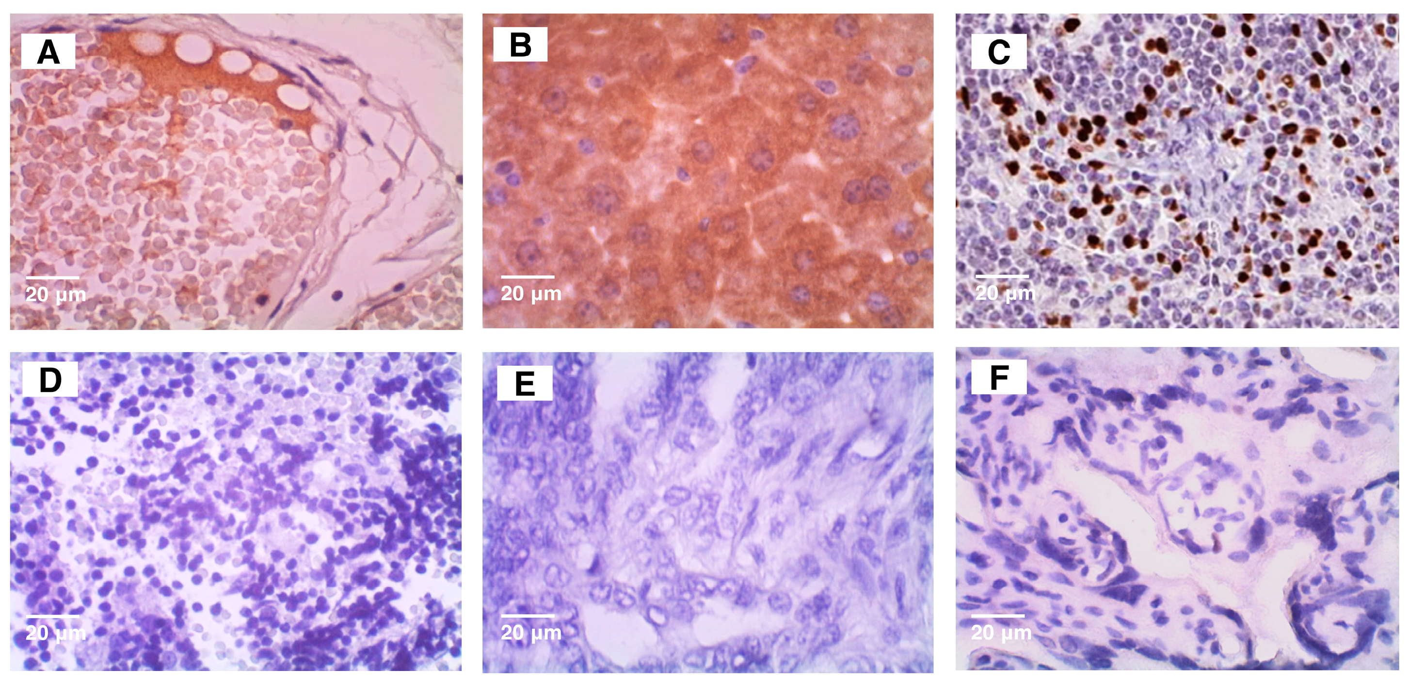 Vetsci 12 00110 g001