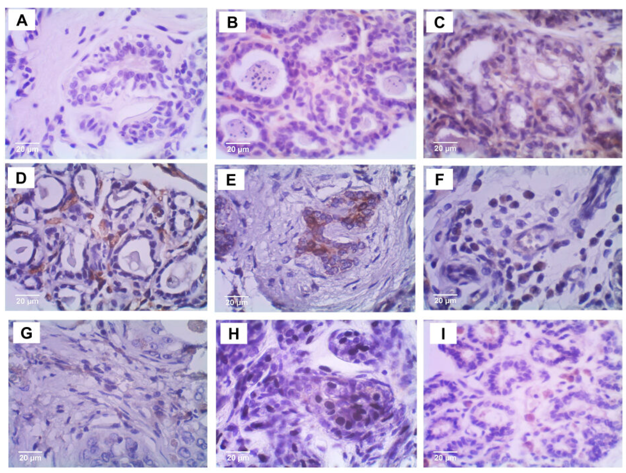 Vetsci 12 00110 g003