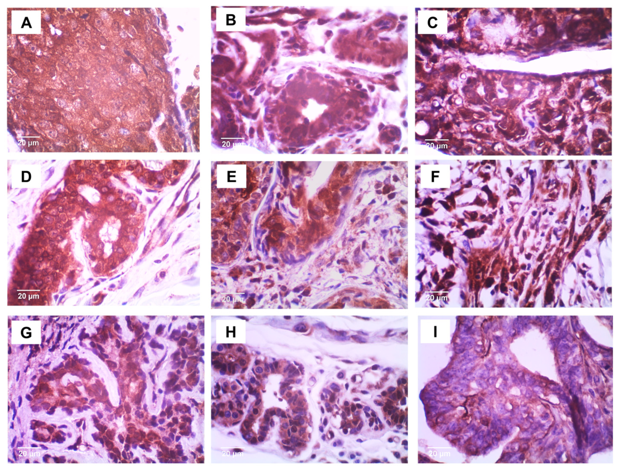 Vetsci 12 00110 g004