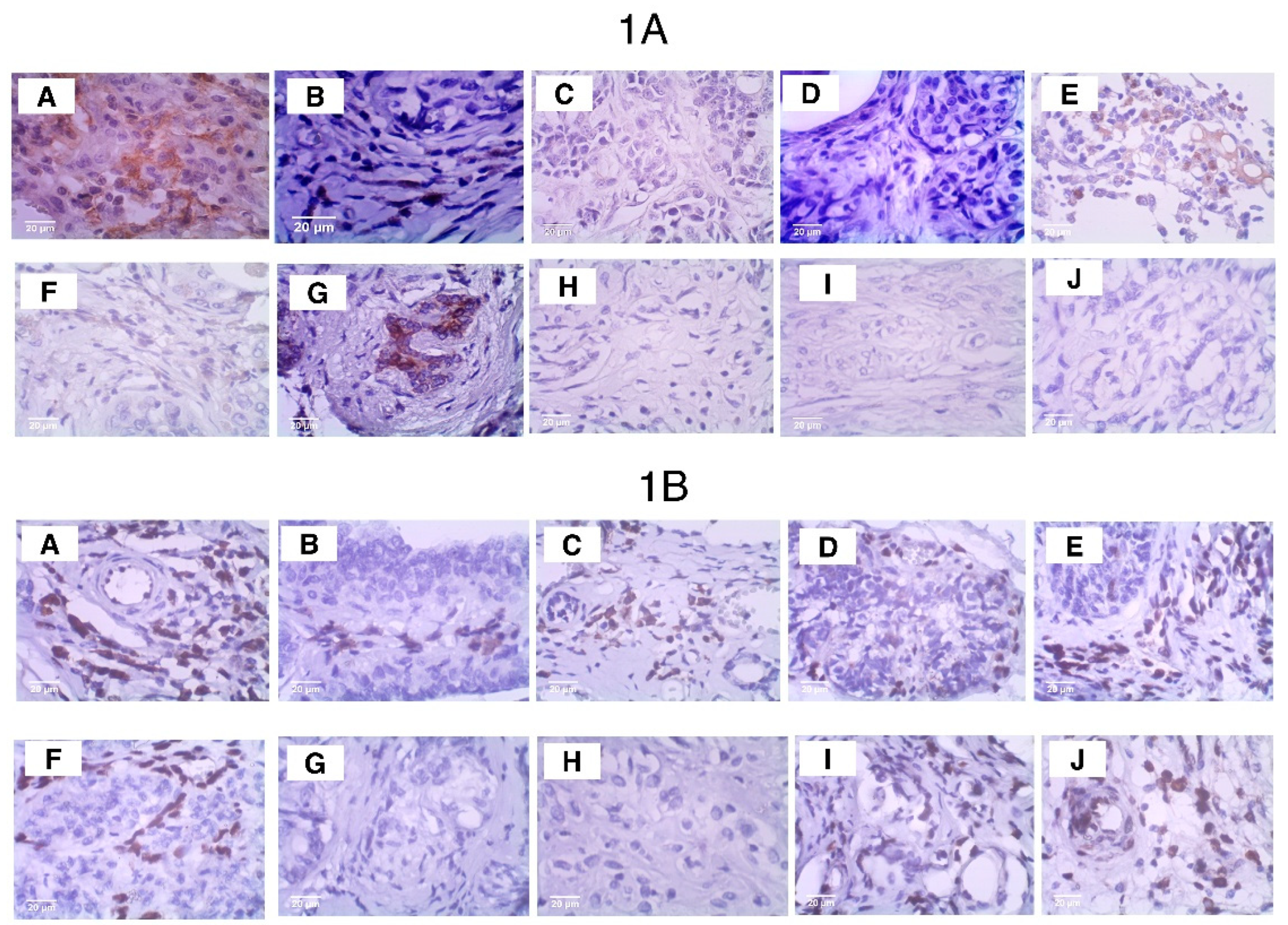 Vetsci 12 00110 g007
