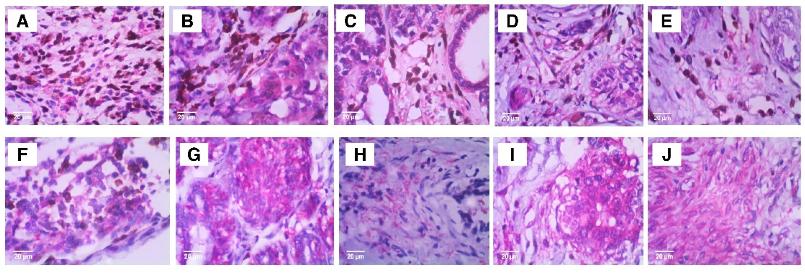 Vetsci 12 00110 g008