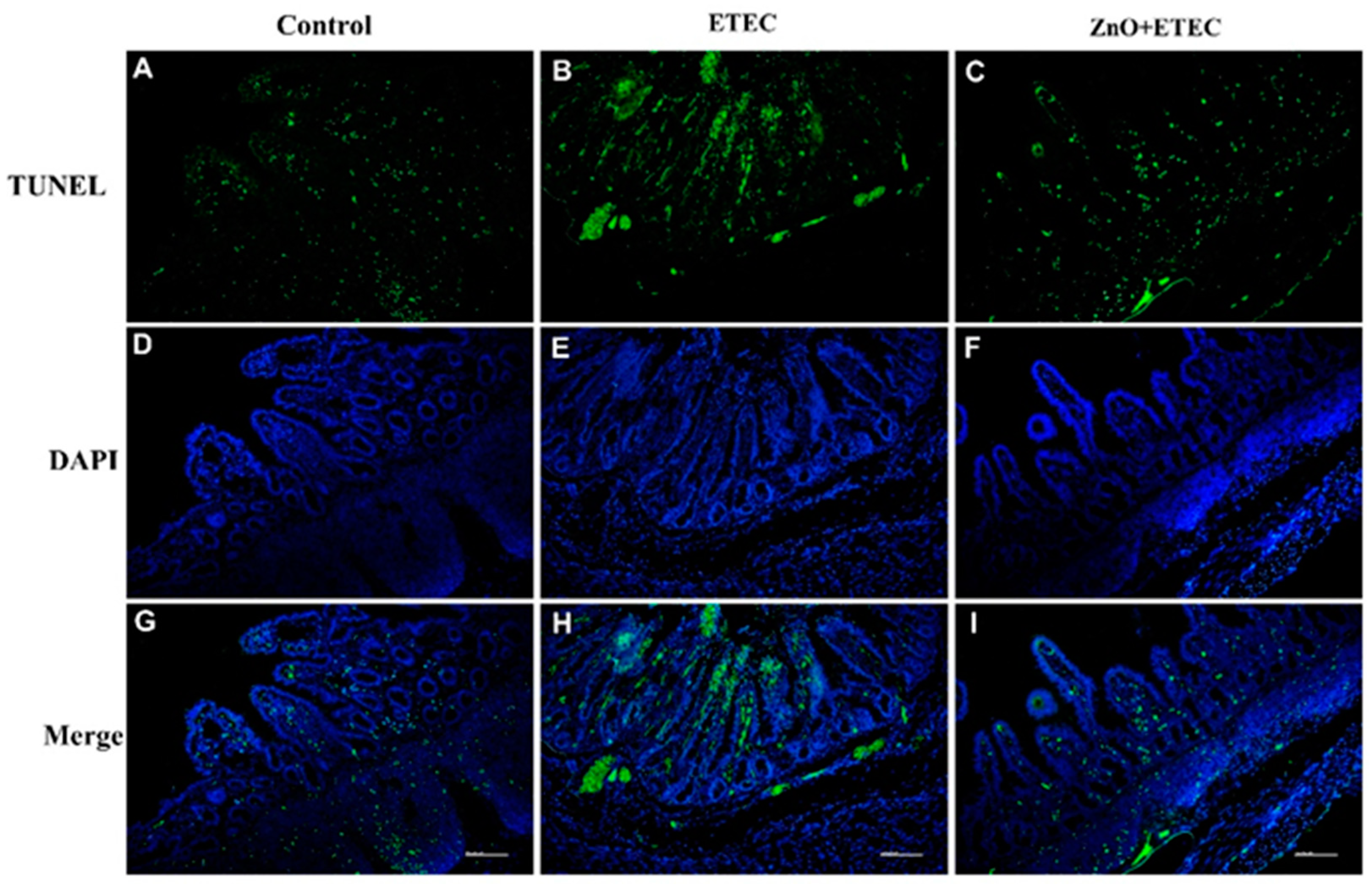 Vetsci 12 00115 g006
