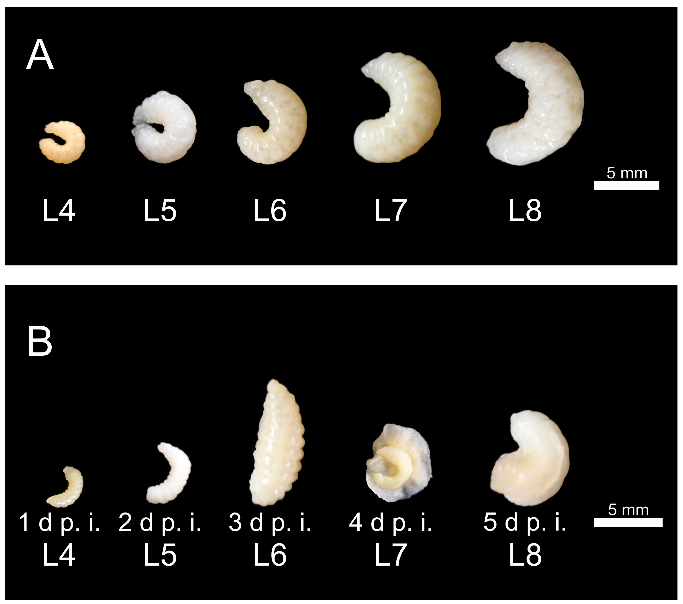 Vetsci 12 00124 g004 Vetsci 12 00124 g004