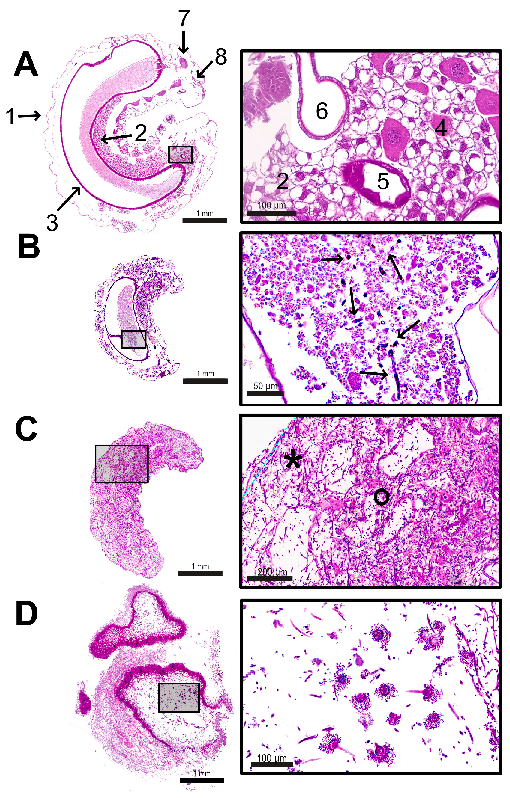 Vetsci 12 00124 g006 Vetsci 12 00124 g006