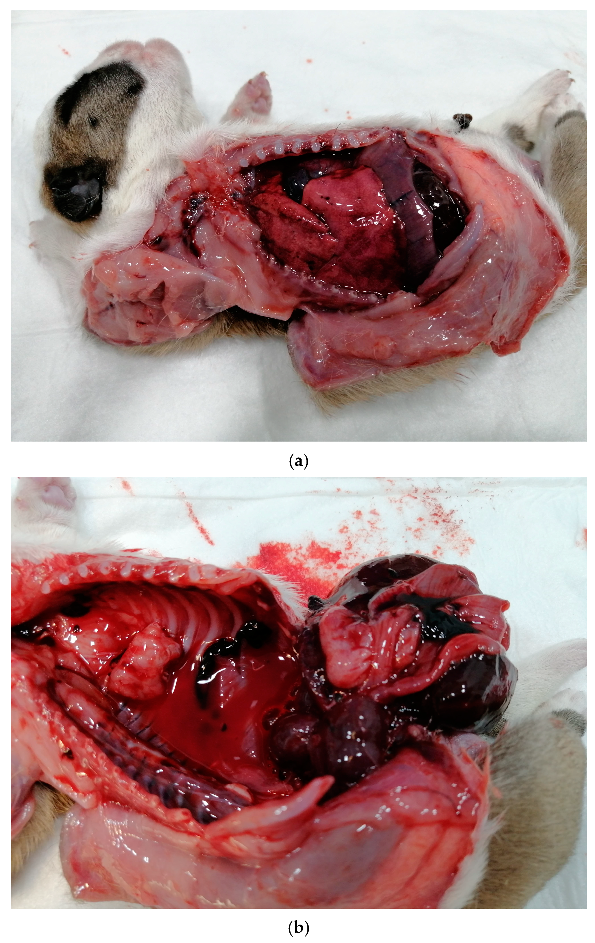 Vetsci 12 00127 g003