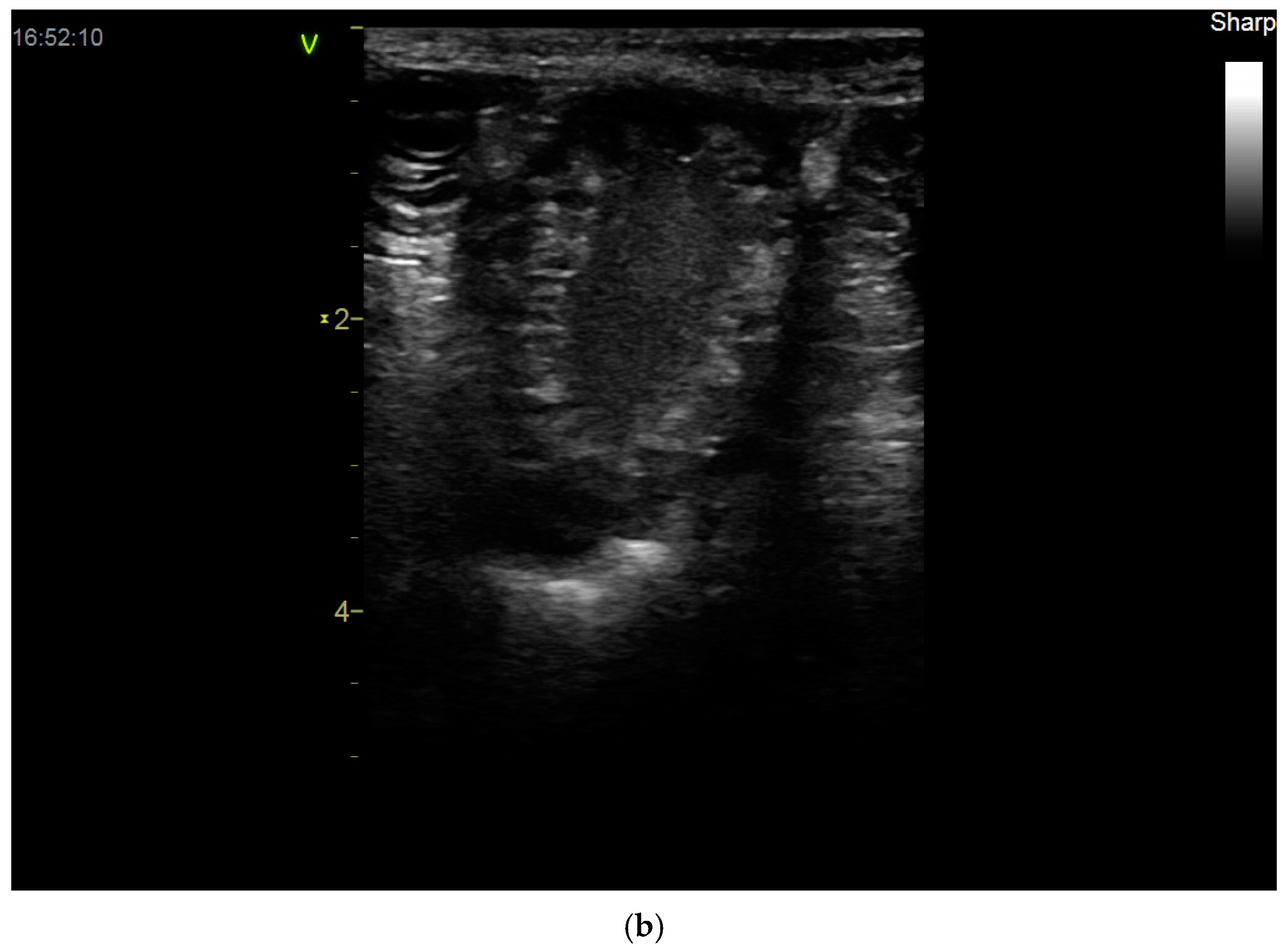 Vetsci 12 00127 g004b