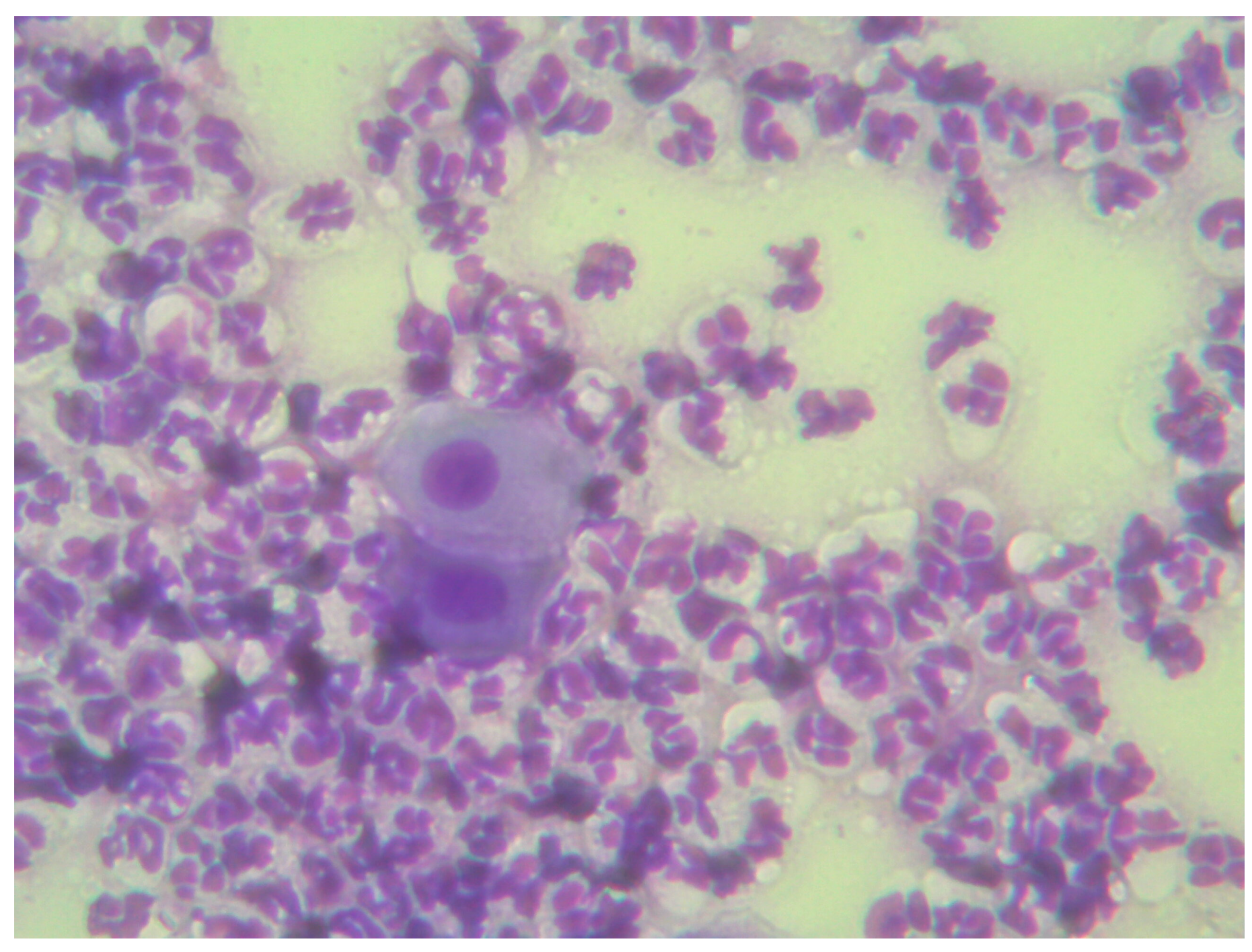 Vetsci 12 00127 g005