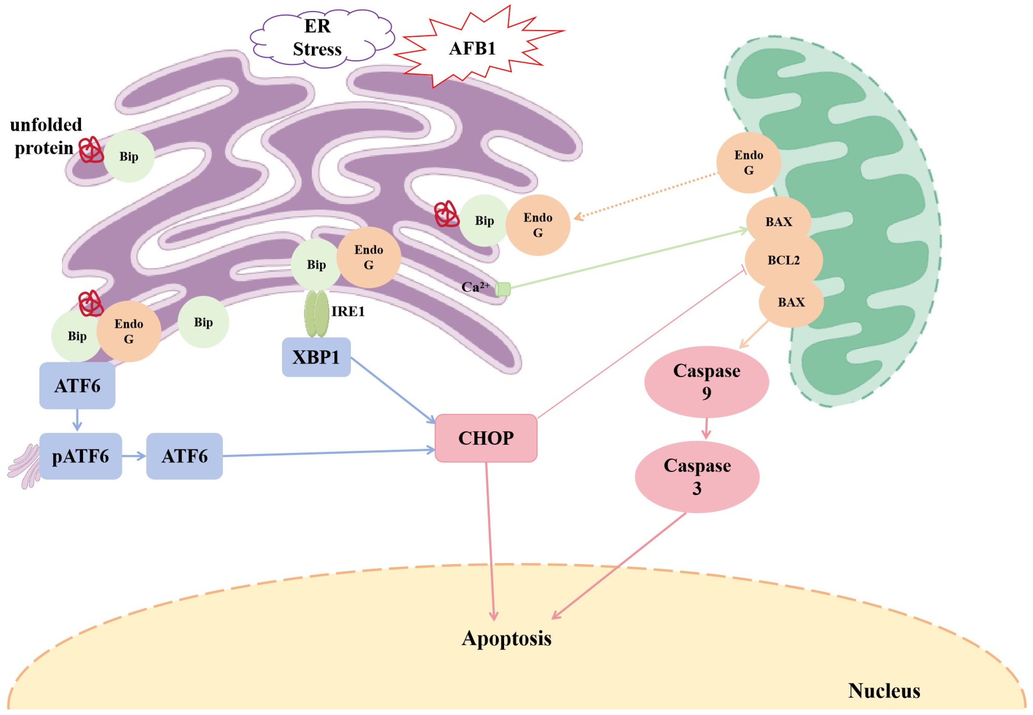 Vetsci 12 00130 g001