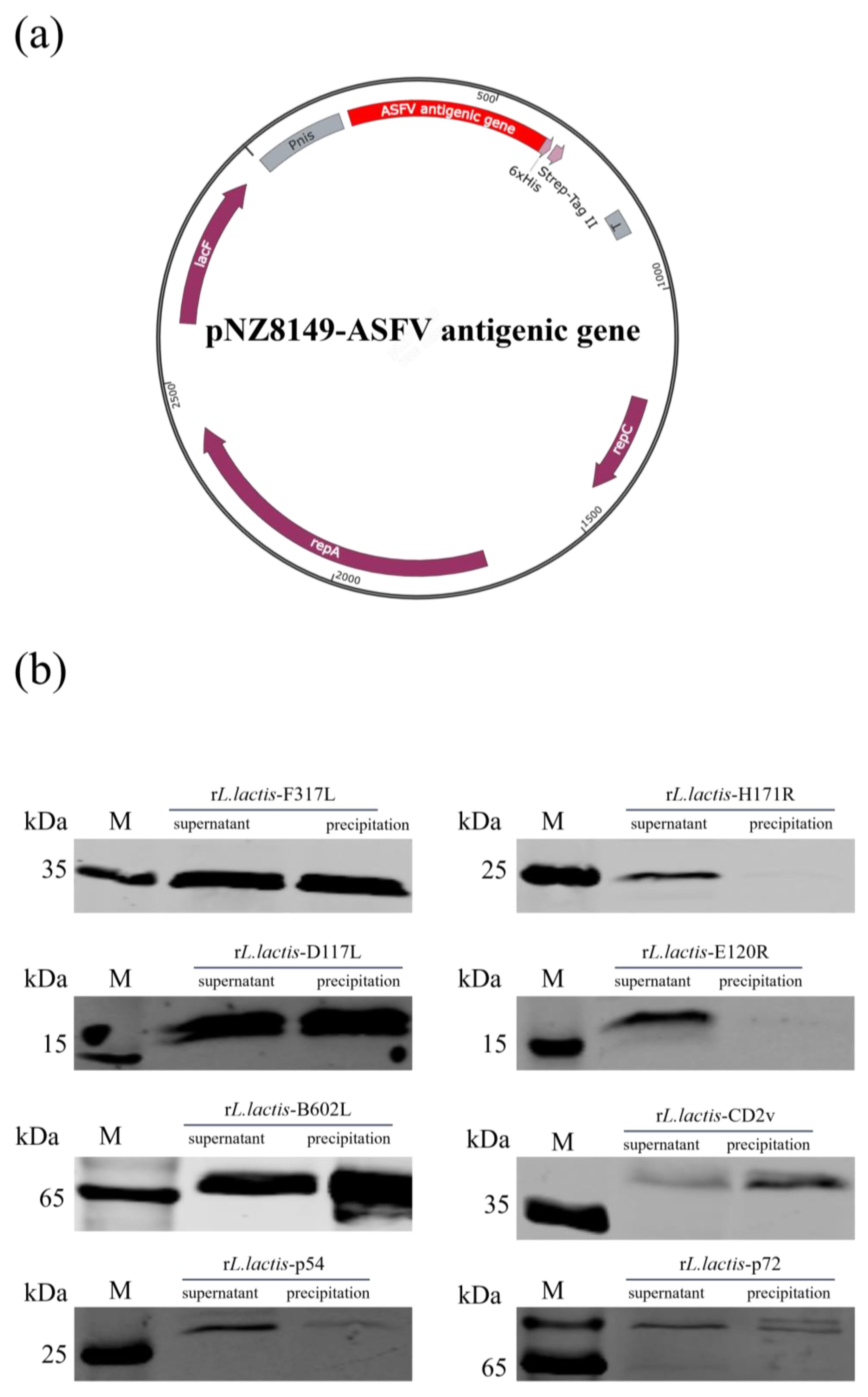 Vetsci 12 00140 g001