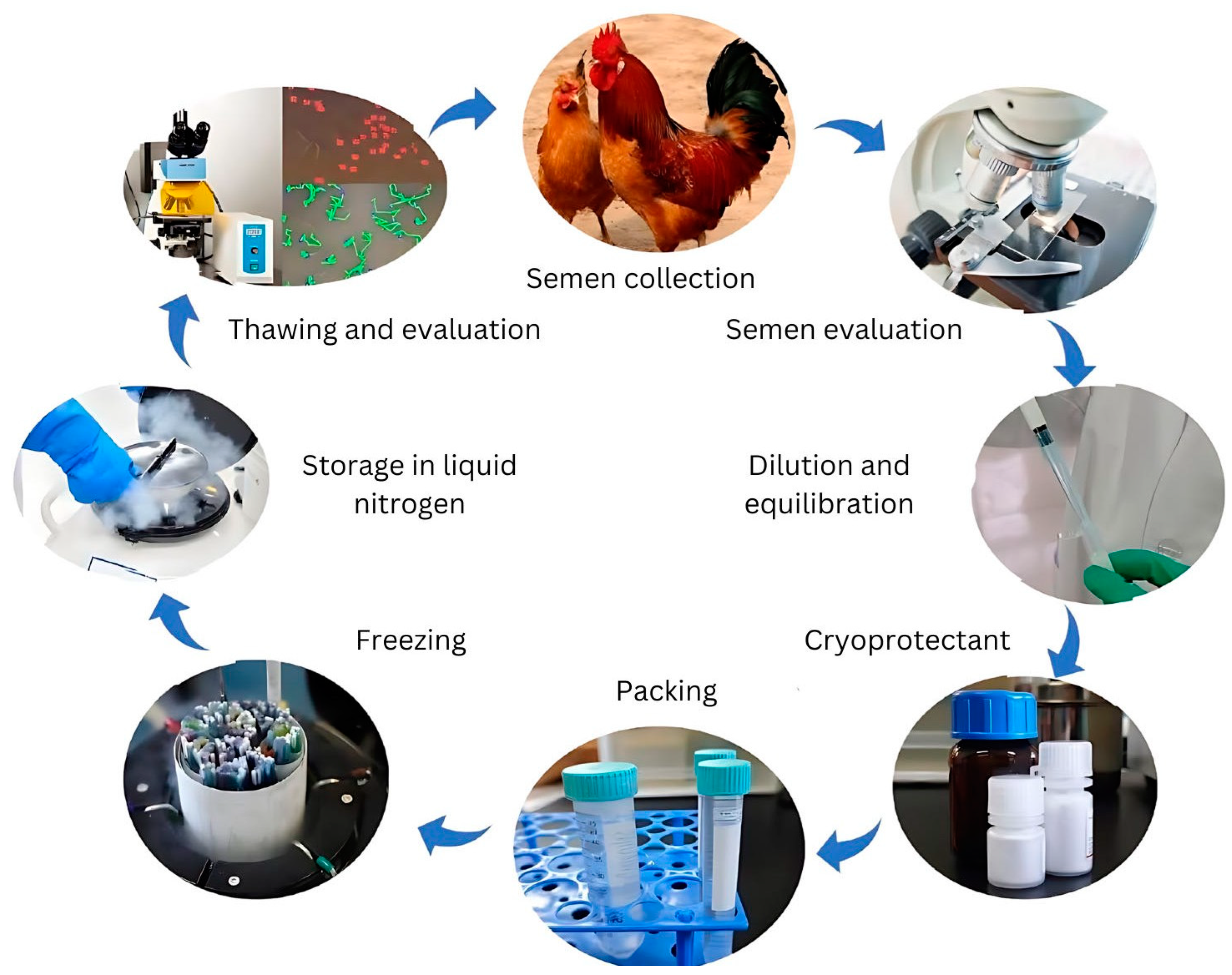 Vetsci 12 00145 g001 Vetsci 12 00145 g001