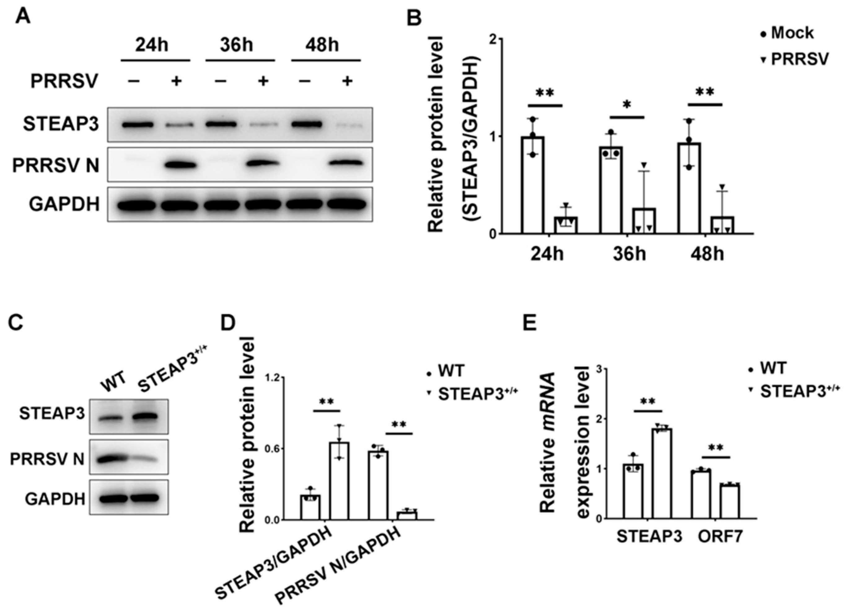 Vetsci 12 00147 g001 Vetsci 12 00147 g001