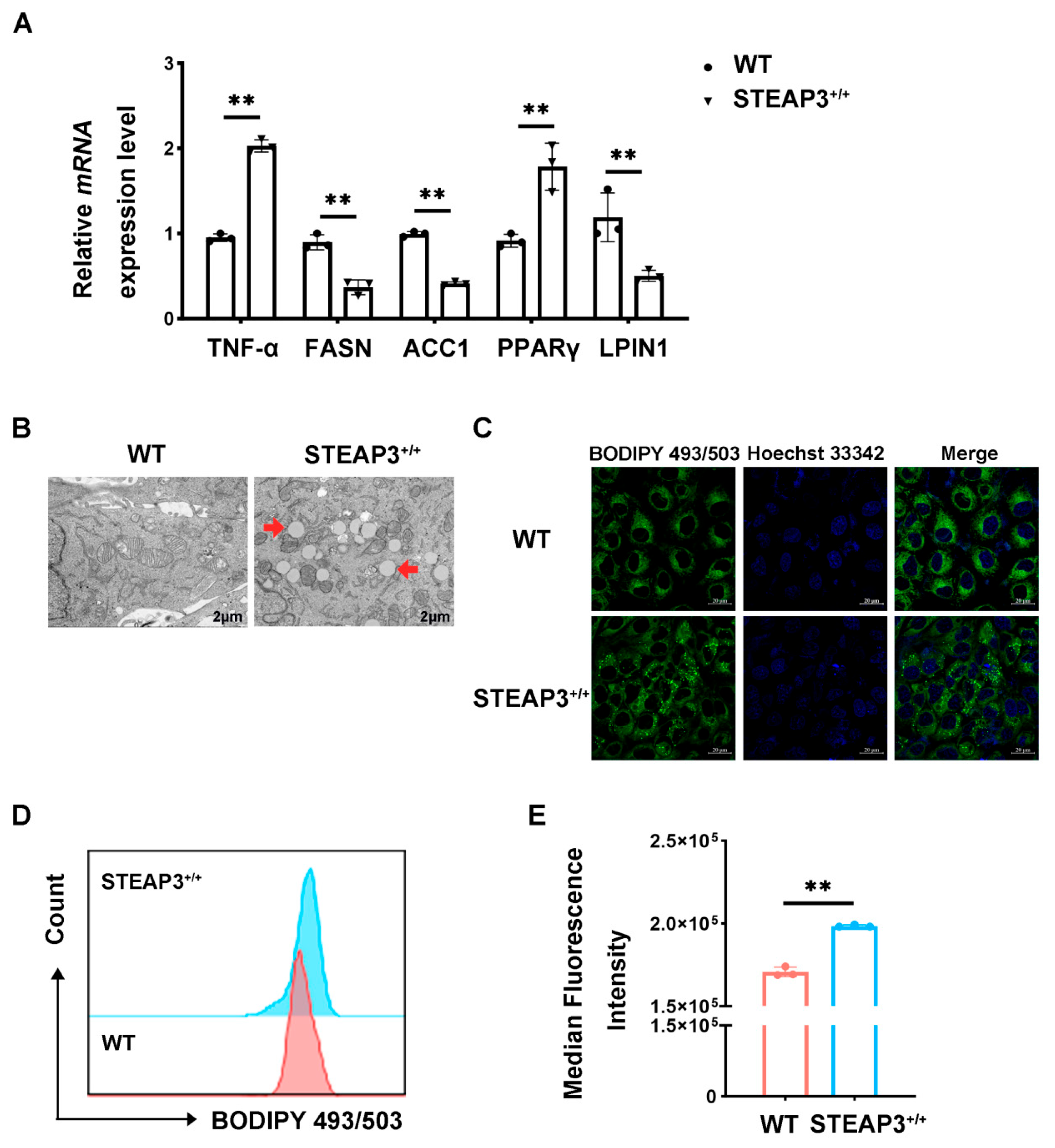 Vetsci 12 00147 g005 Vetsci 12 00147 g005