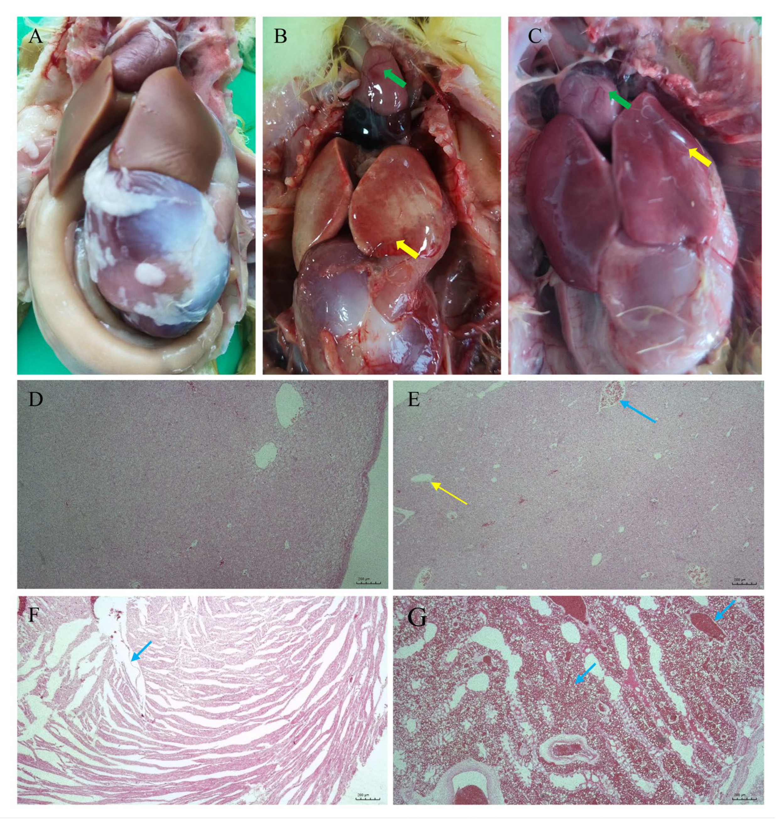 Vetsci 12 00164 g005
