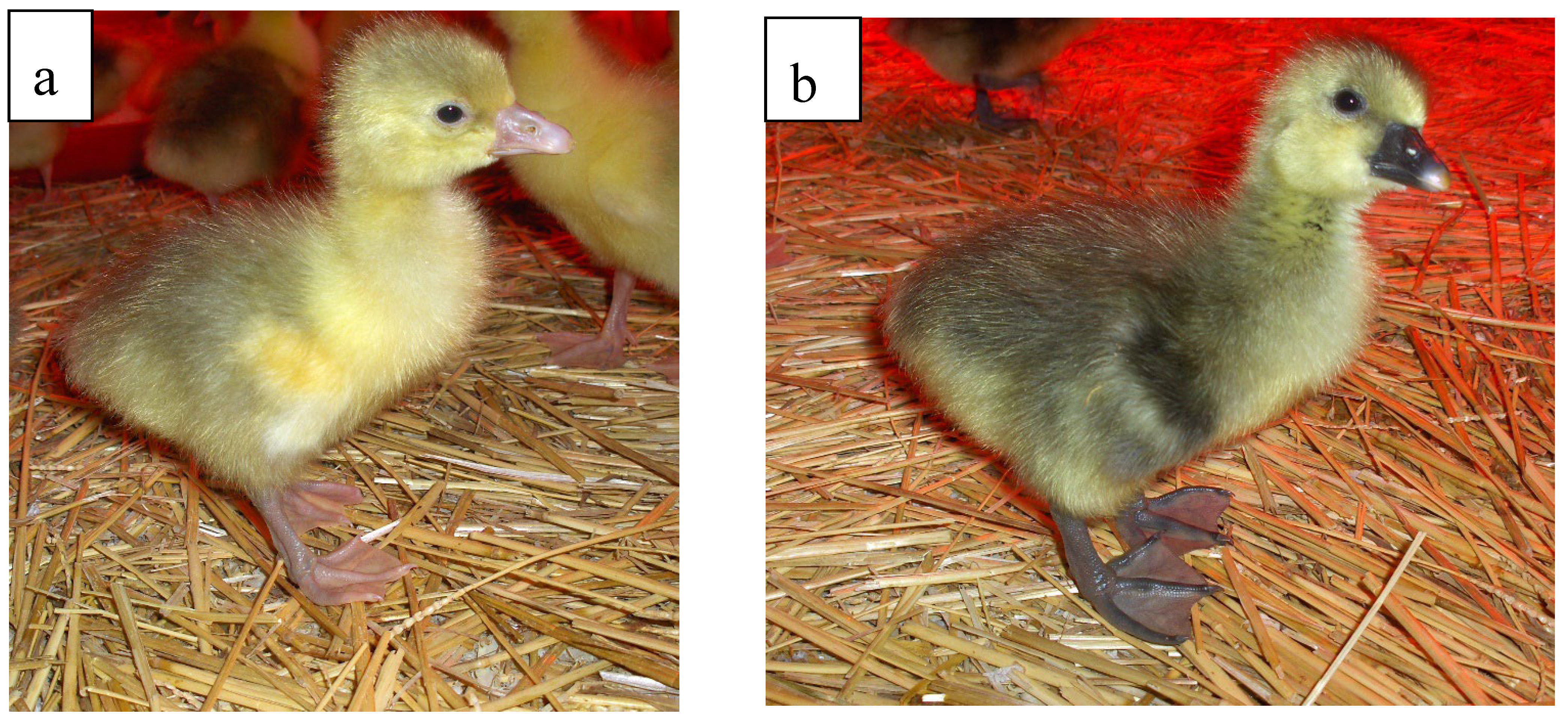 Vetsci 12 00169 g001