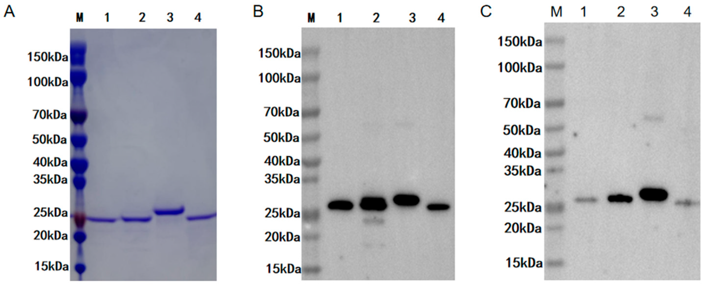 Vetsci 12 00170 g002 Vetsci 12 00170 g002