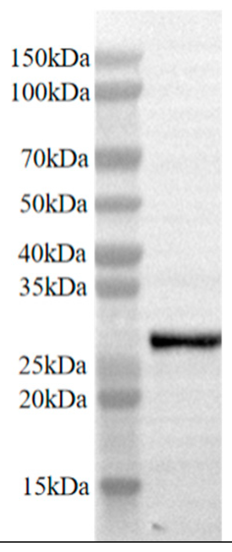 Vetsci 12 00170 g004 Vetsci 12 00170 g004