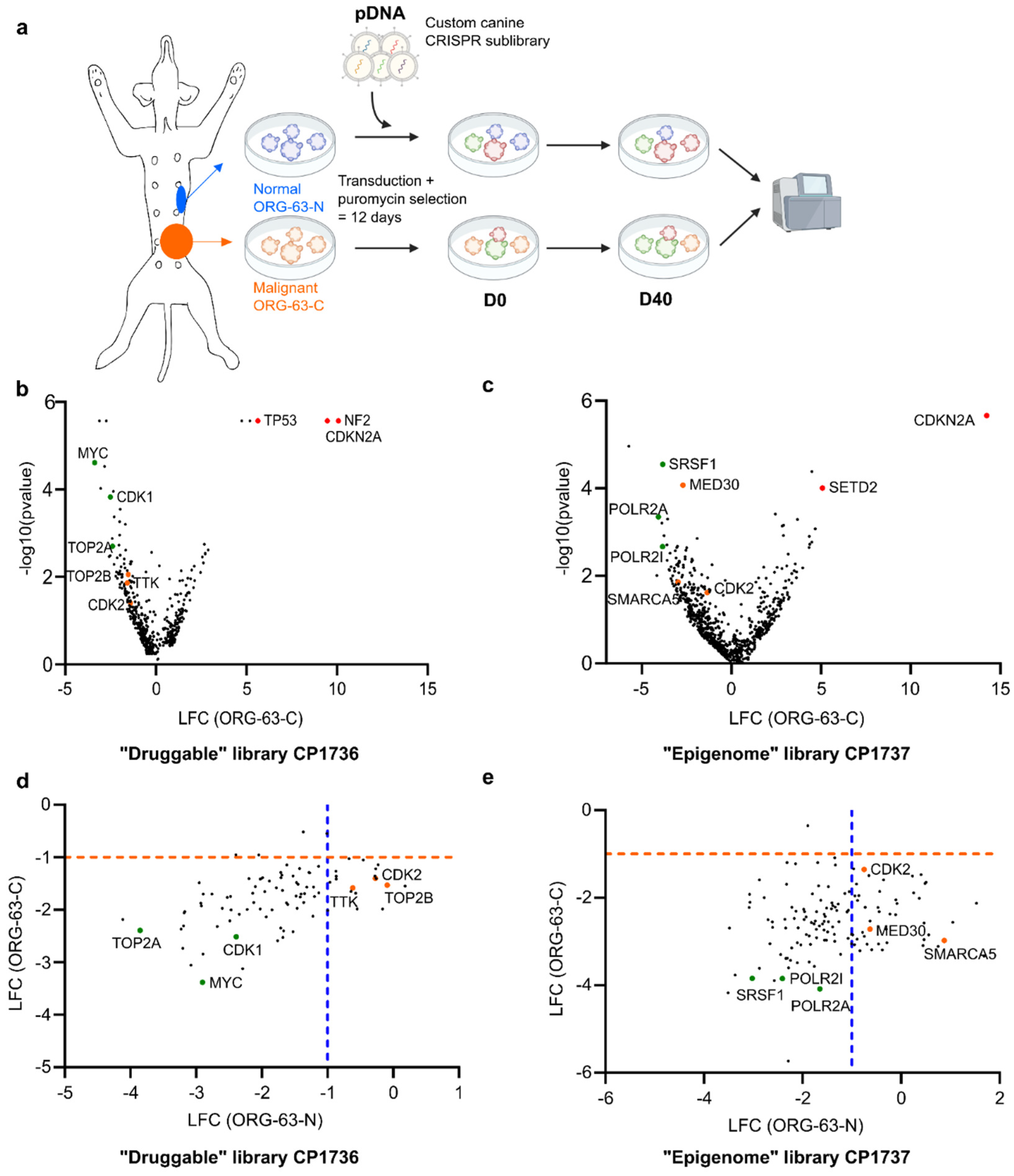 Vetsci 12 00183 g001