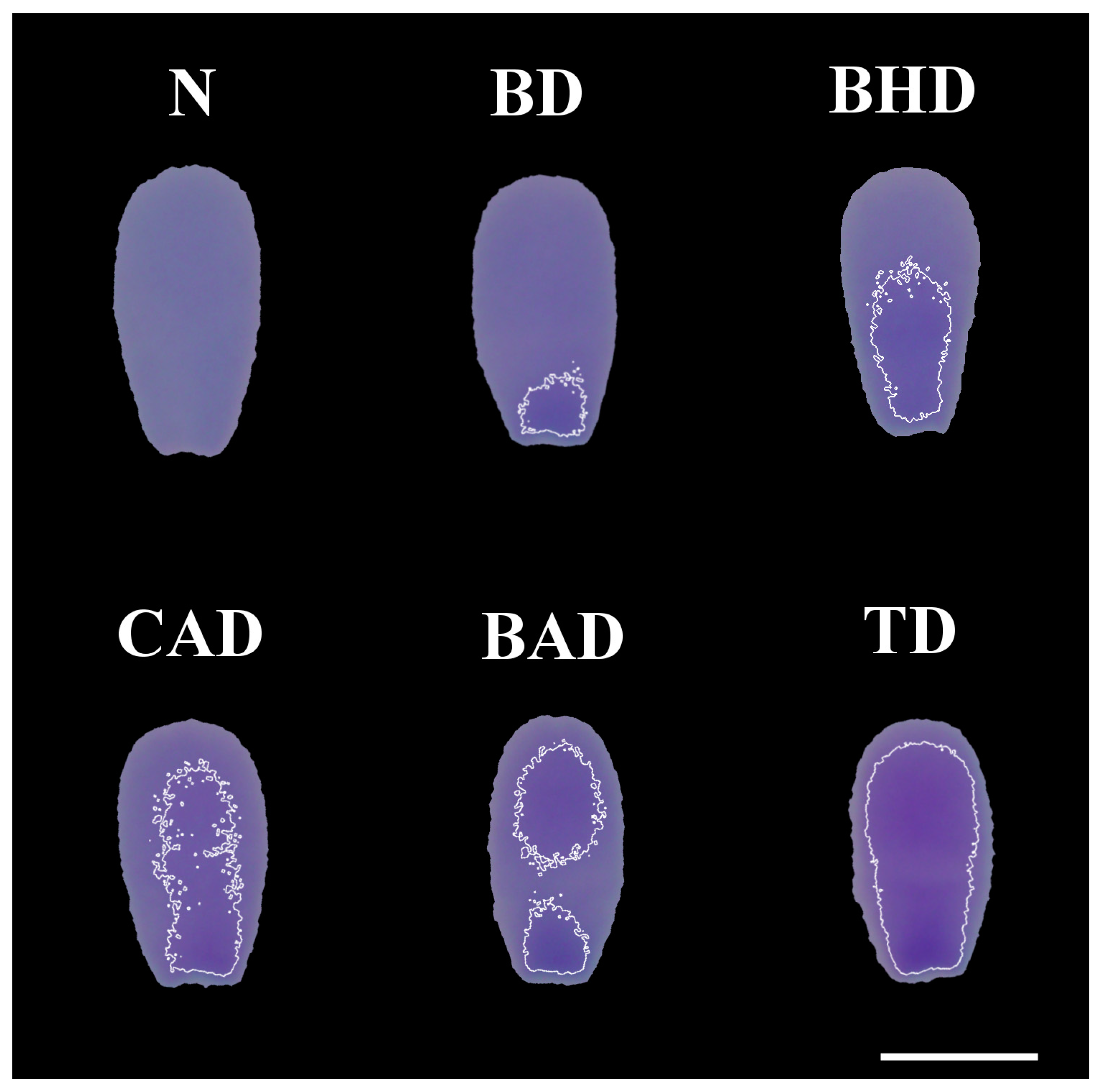 Vetsci 12 00184 g001