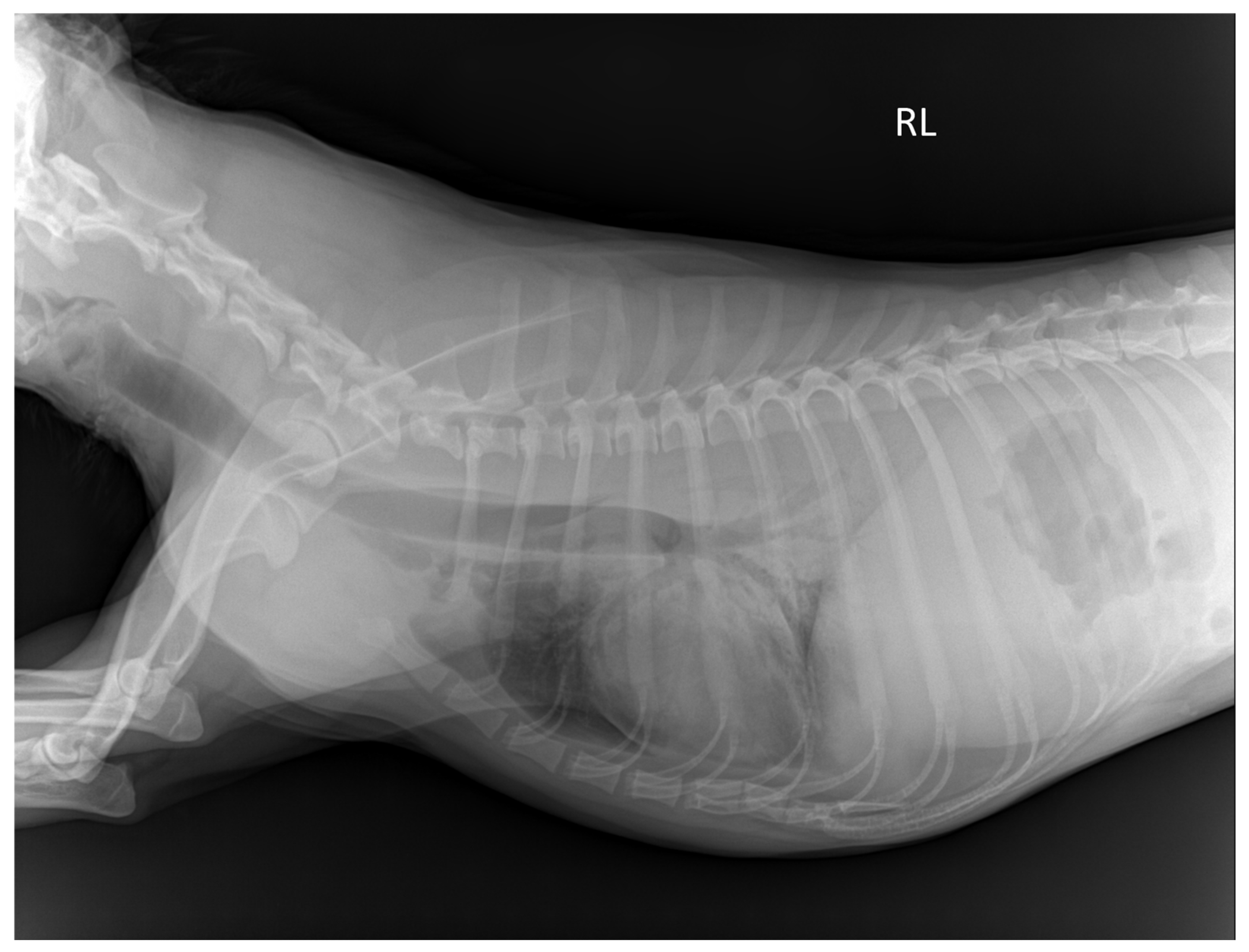 Vetsci 12 00188 g001 Vetsci 12 00188 g001