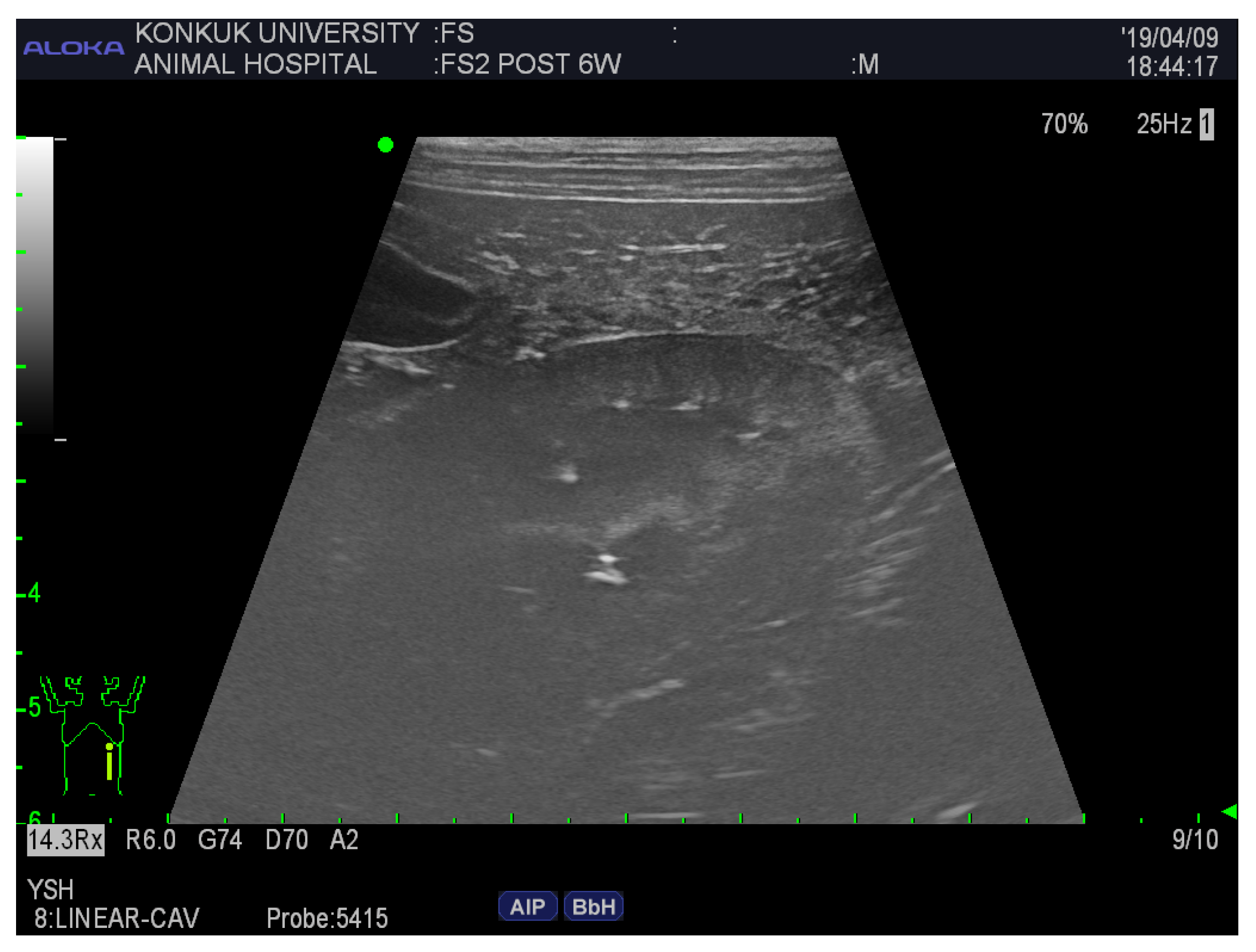 Vetsci 12 00188 g002 Vetsci 12 00188 g002