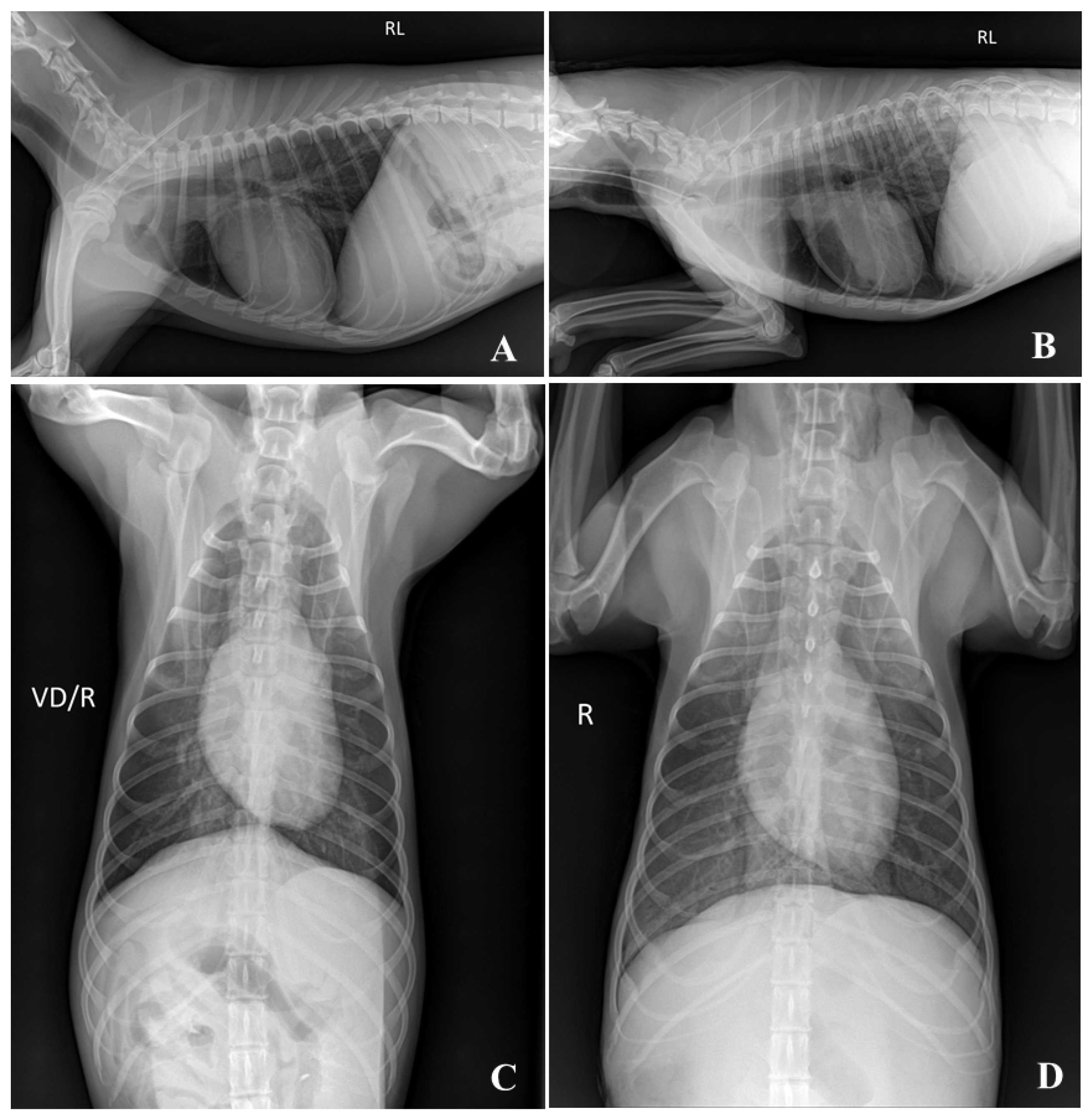 Vetsci 12 00188 g007 Vetsci 12 00188 g007