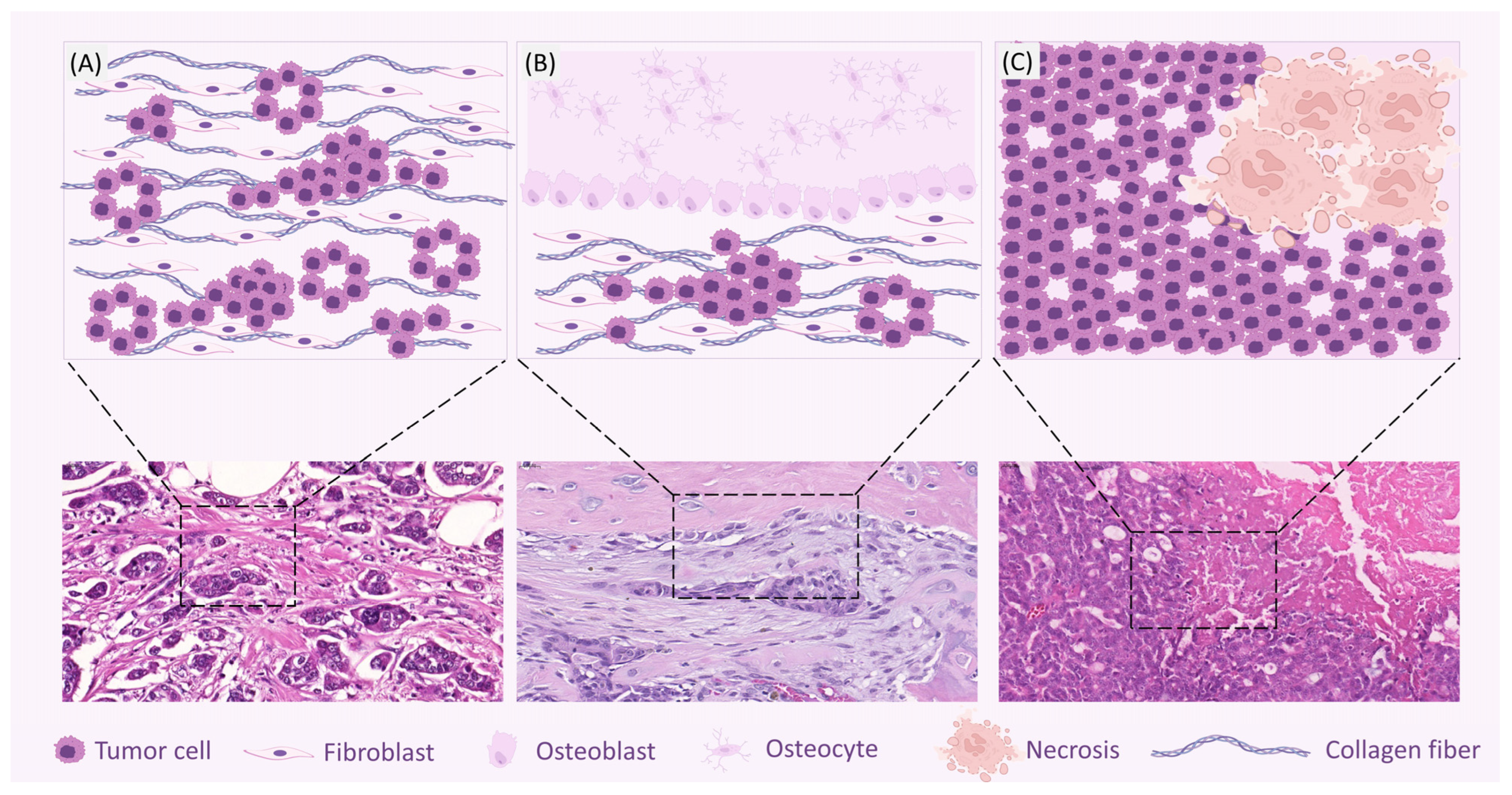 Vetsci 12 00189 g002