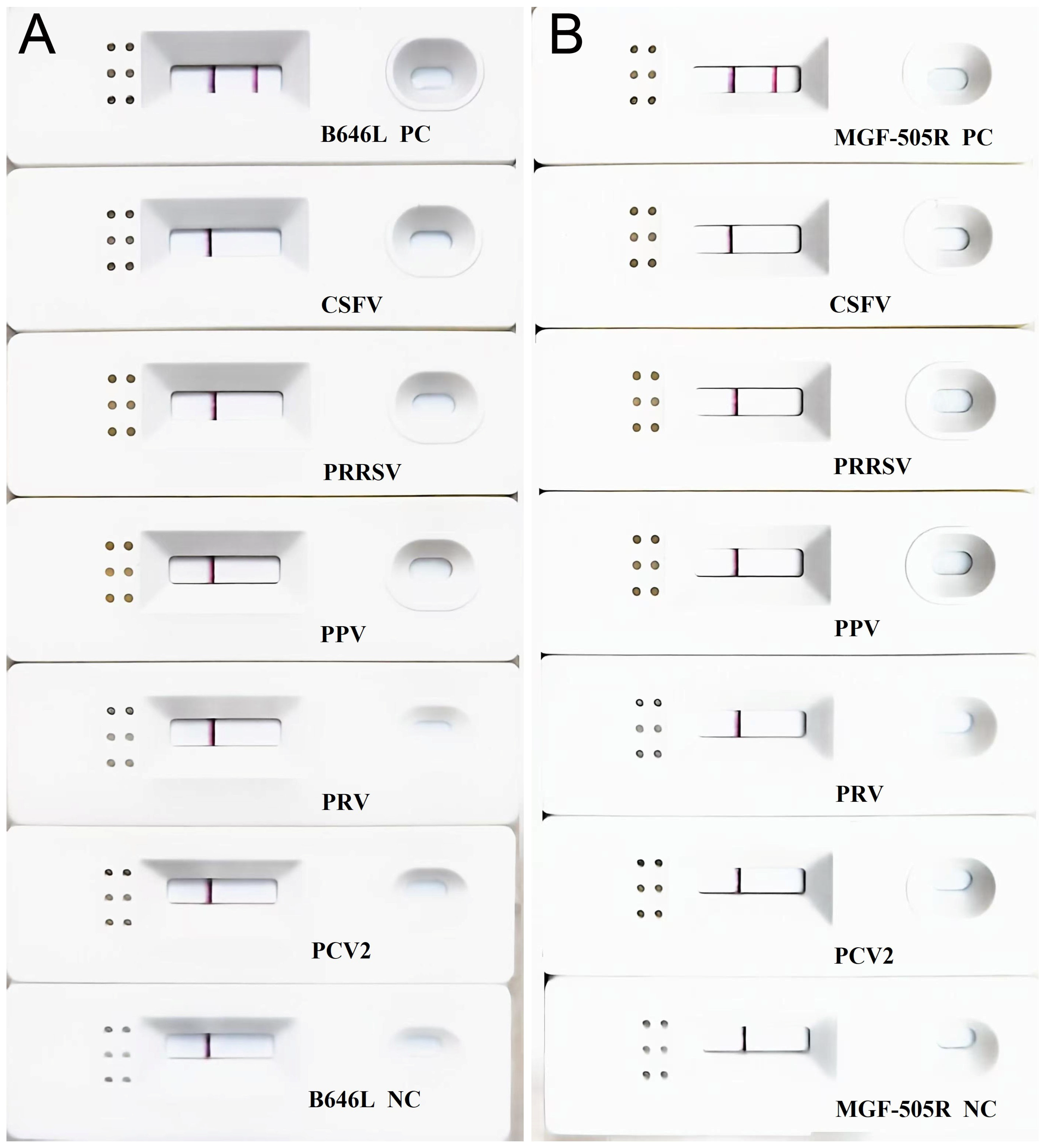 Vetsci 12 00193 g006