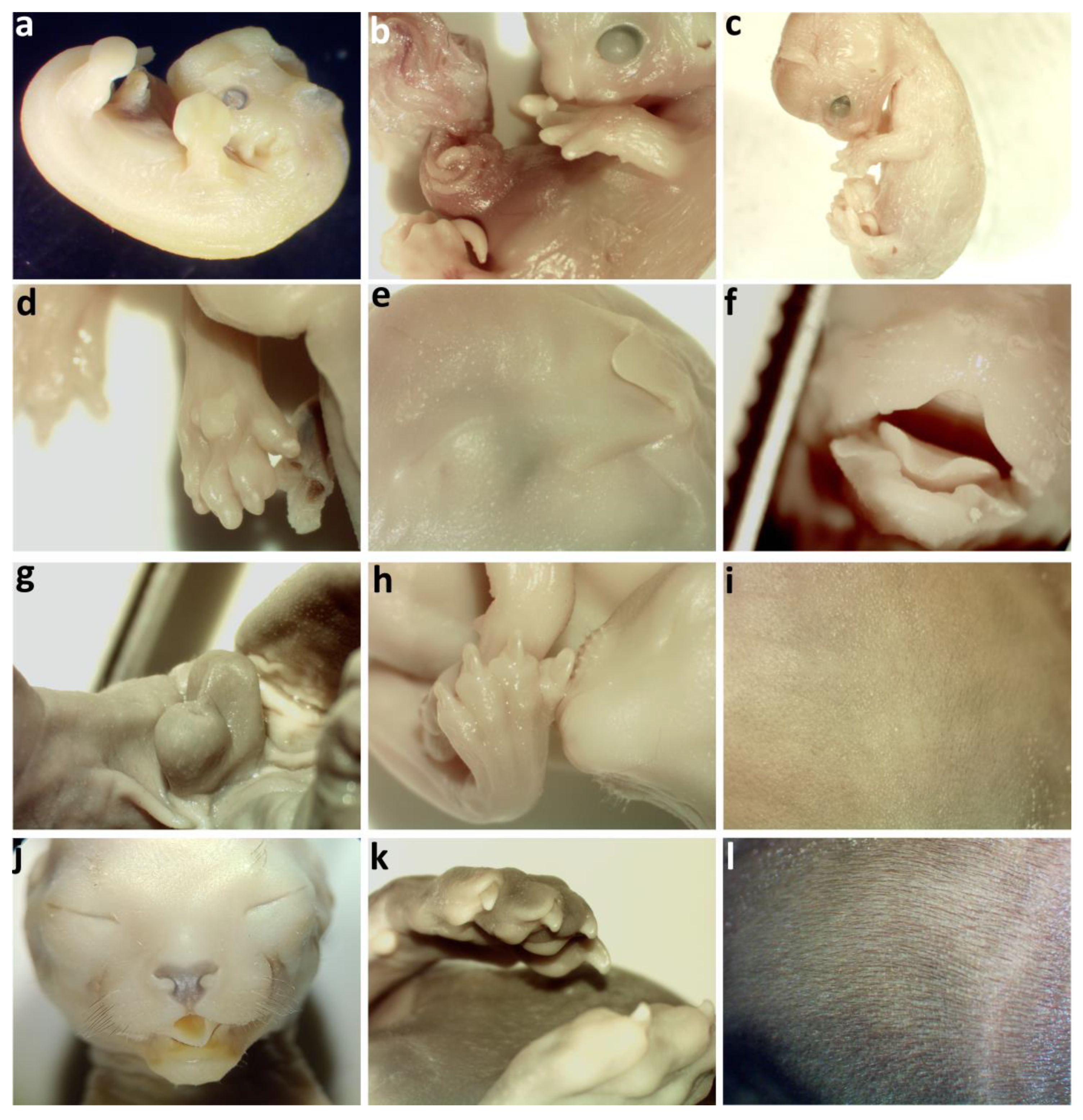 Vetsci 12 00207 g001