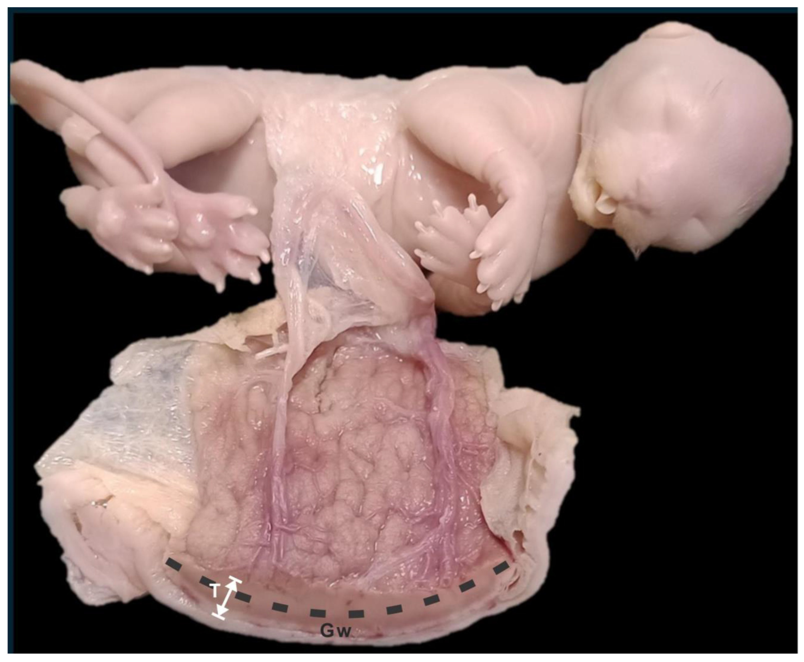 Vetsci 12 00207 g002