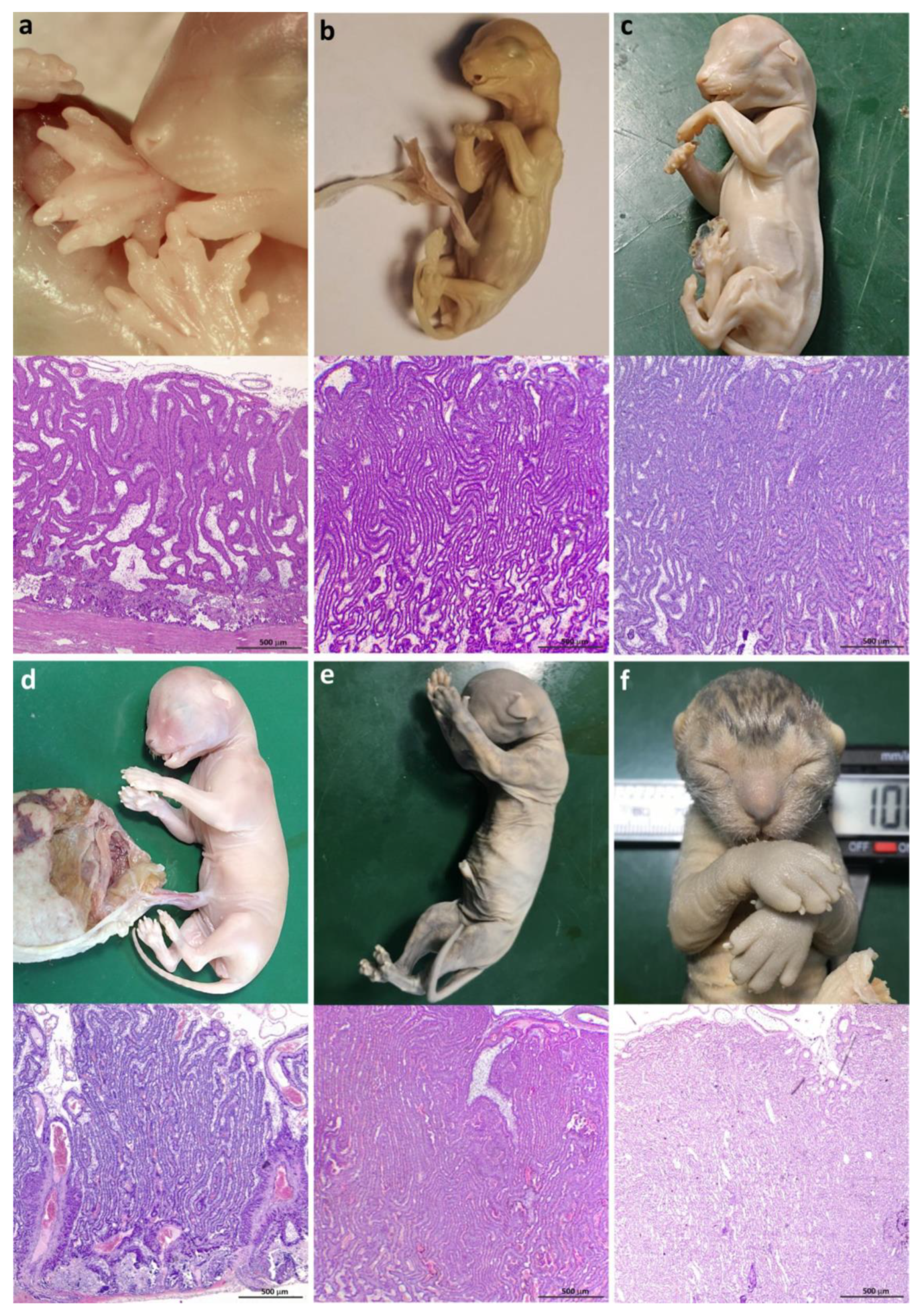 Vetsci 12 00207 g004