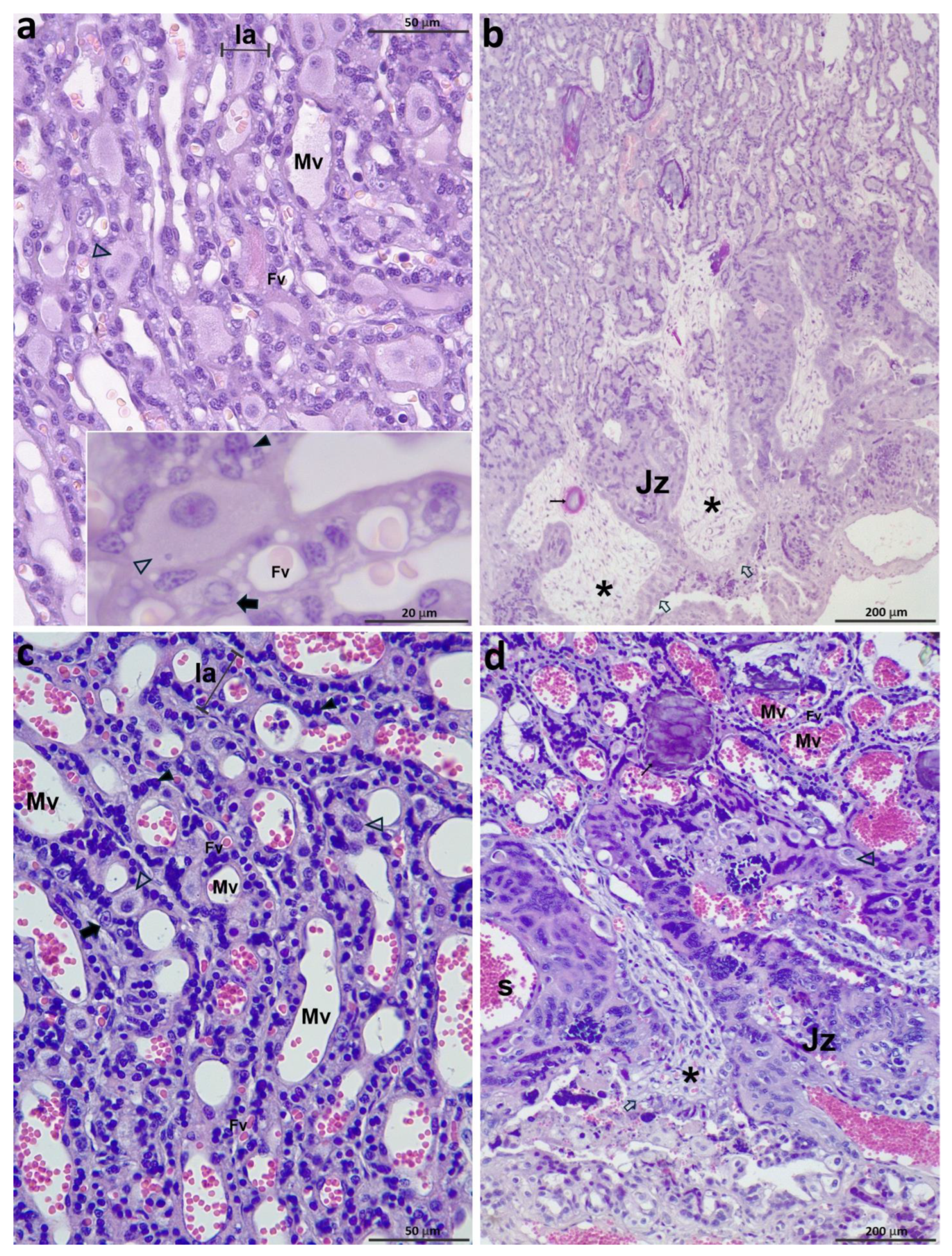 Vetsci 12 00207 g007