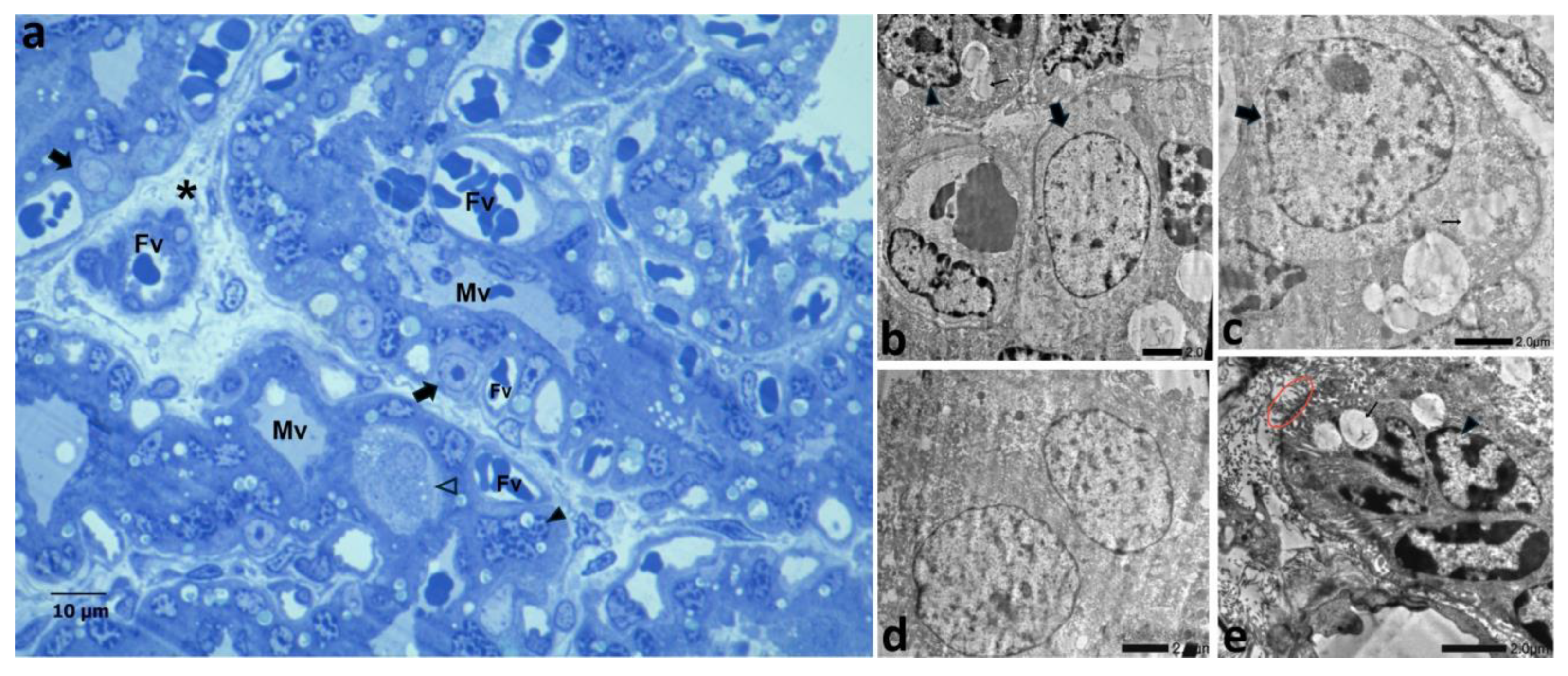Vetsci 12 00207 g008