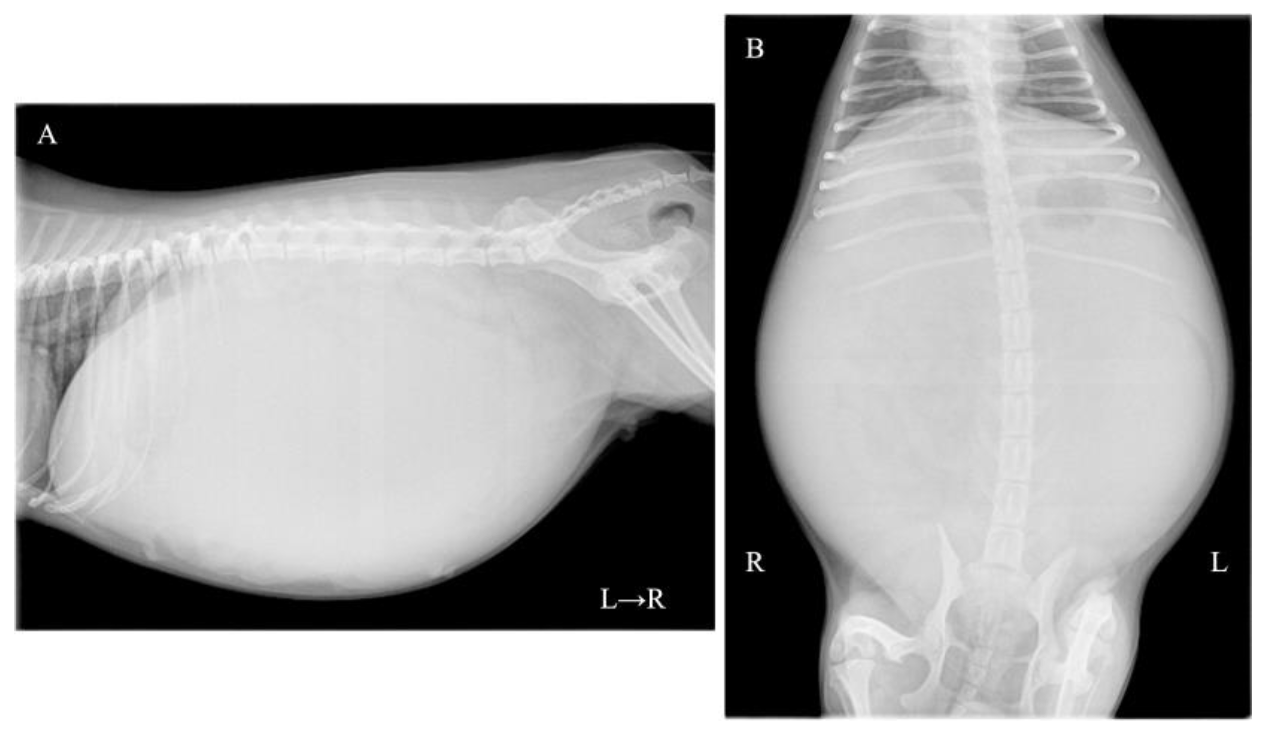 Vetsci 12 00253 g001 Vetsci 12 00253 g001