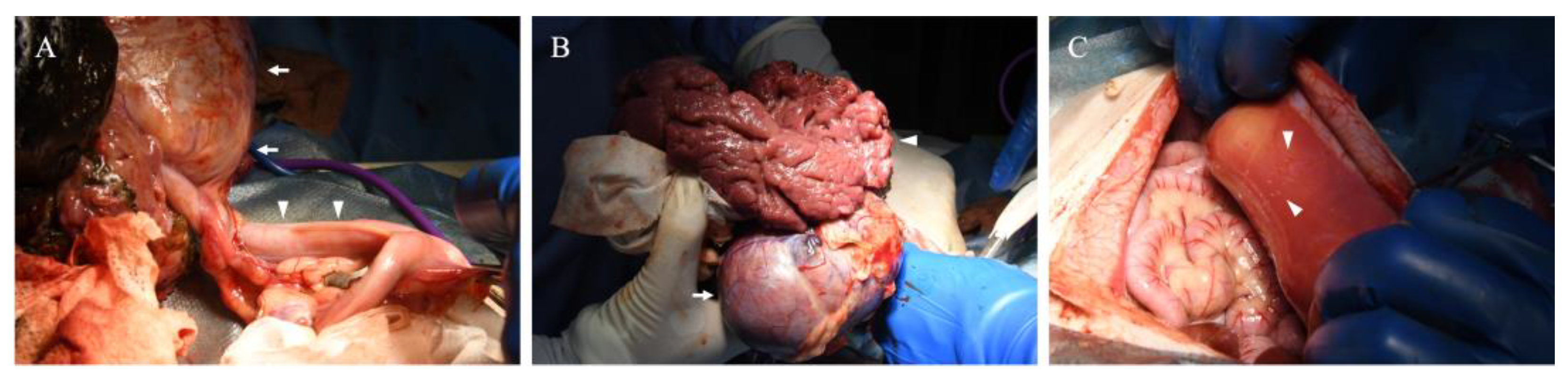 Vetsci 12 00253 g003 Vetsci 12 00253 g003