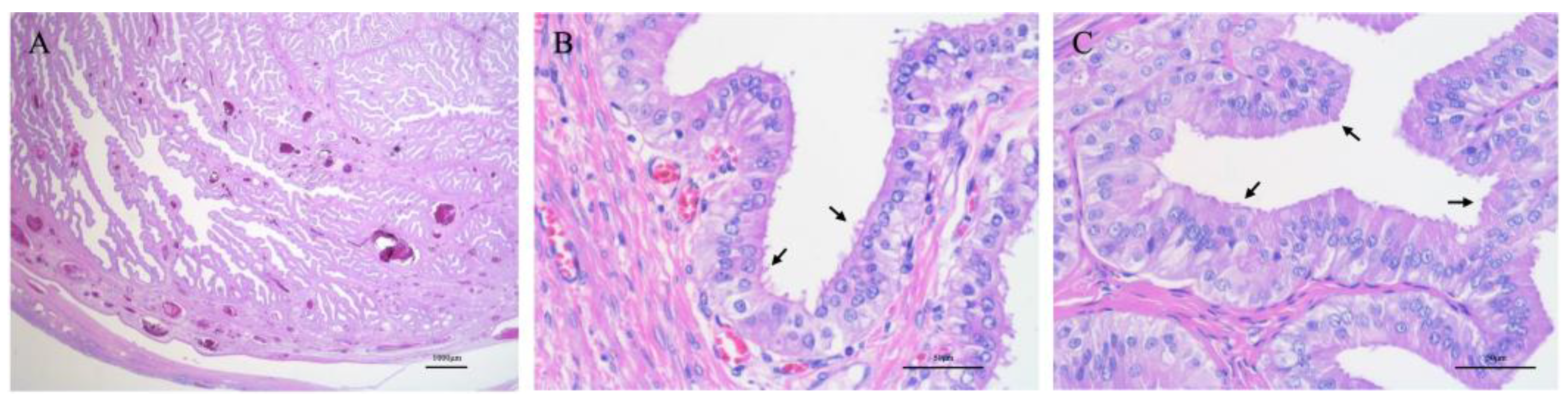 Vetsci 12 00253 g004 Vetsci 12 00253 g004