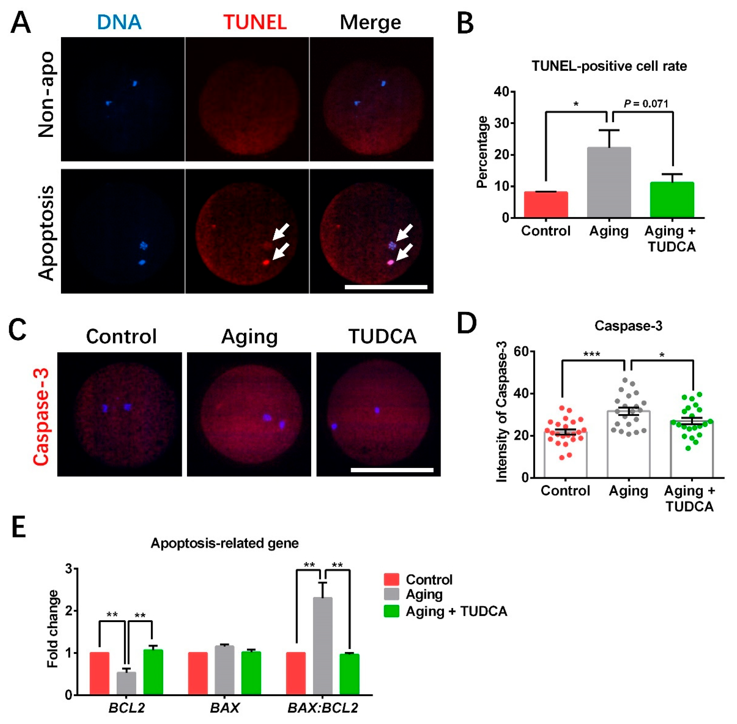 Vetsci 12 00265 g005
