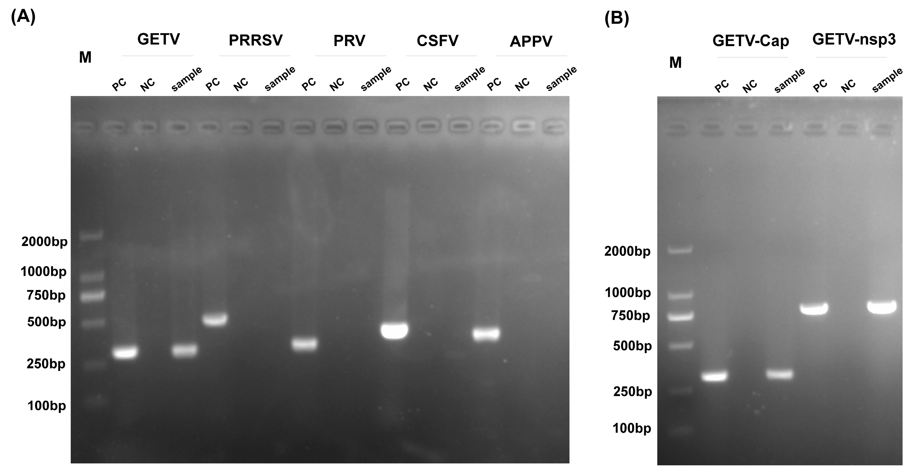 Vetsci 12 00276 g002