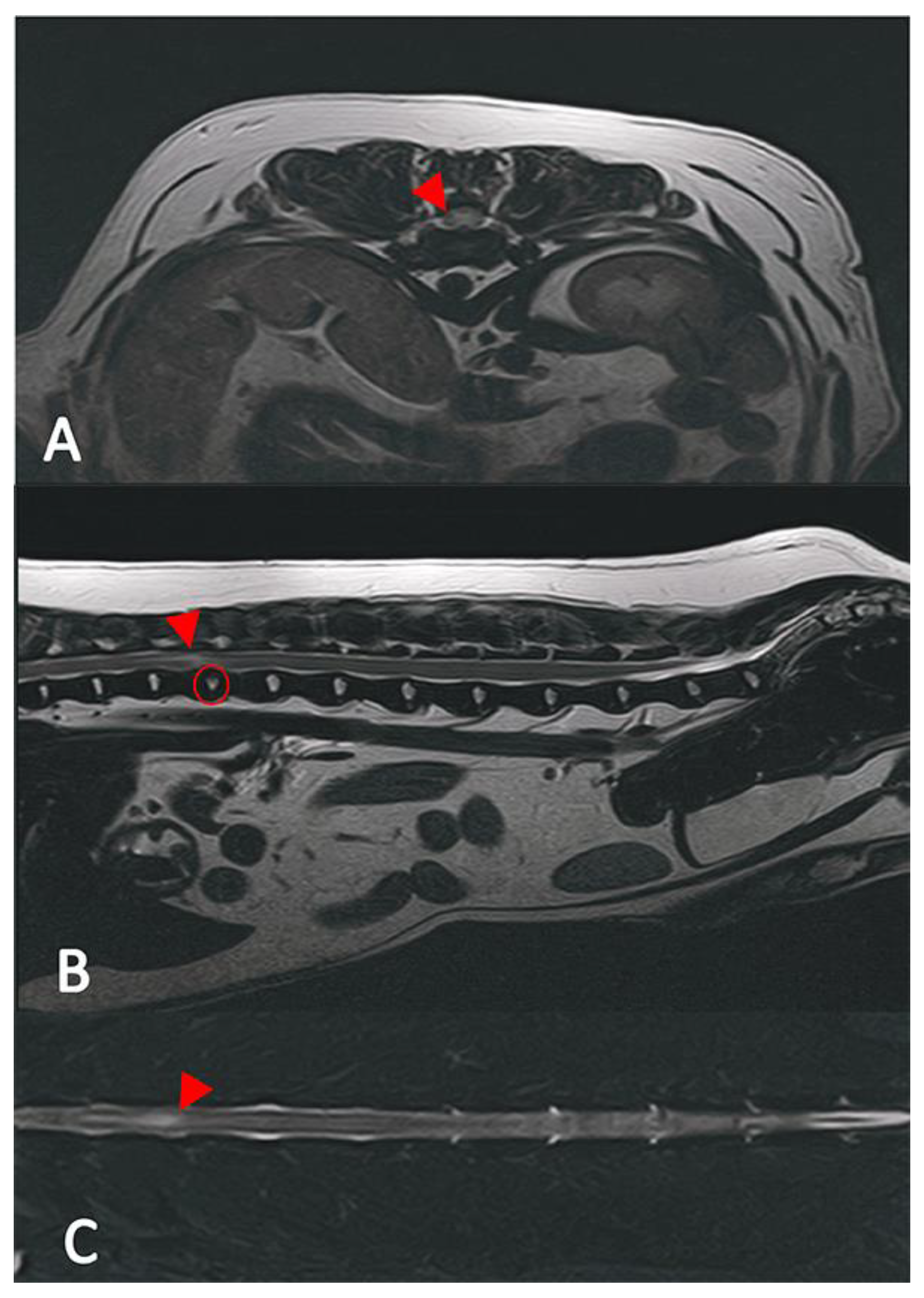 Vetsci 12 00287 g001