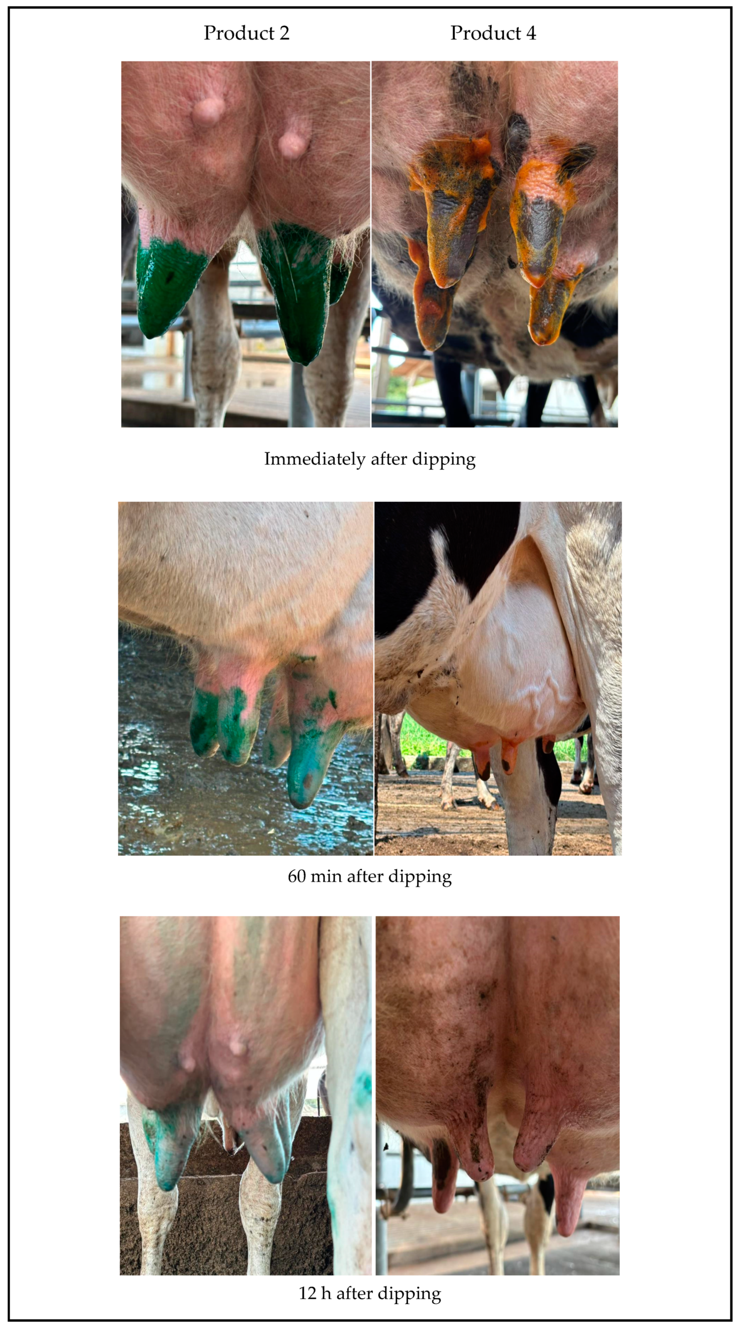 Vetsci 12 00293 g002