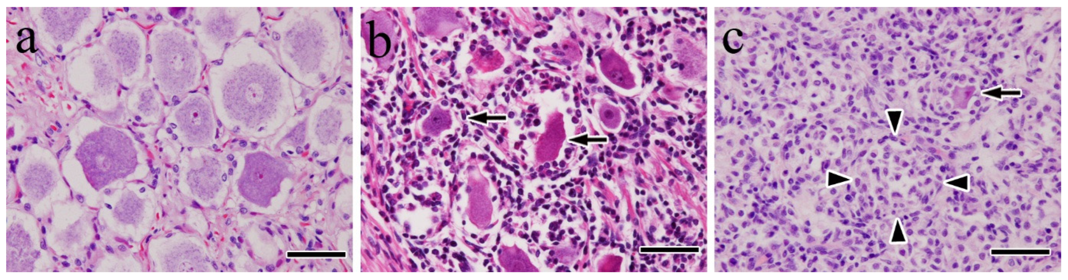 Vetsci 12 00299 g002 Vetsci 12 00299 g002