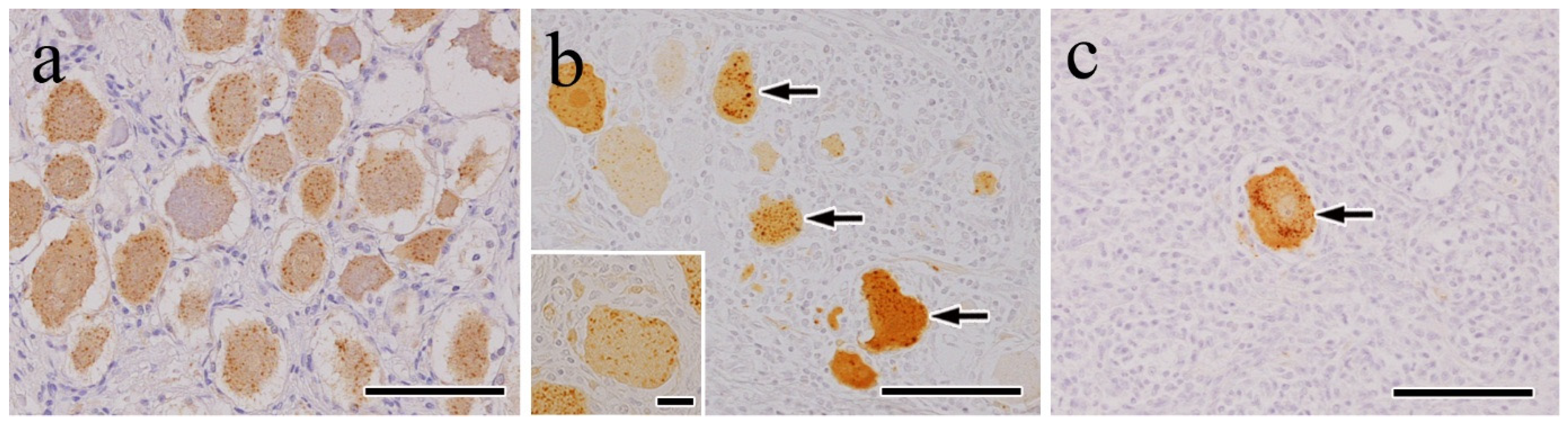 Vetsci 12 00299 g003 Vetsci 12 00299 g003