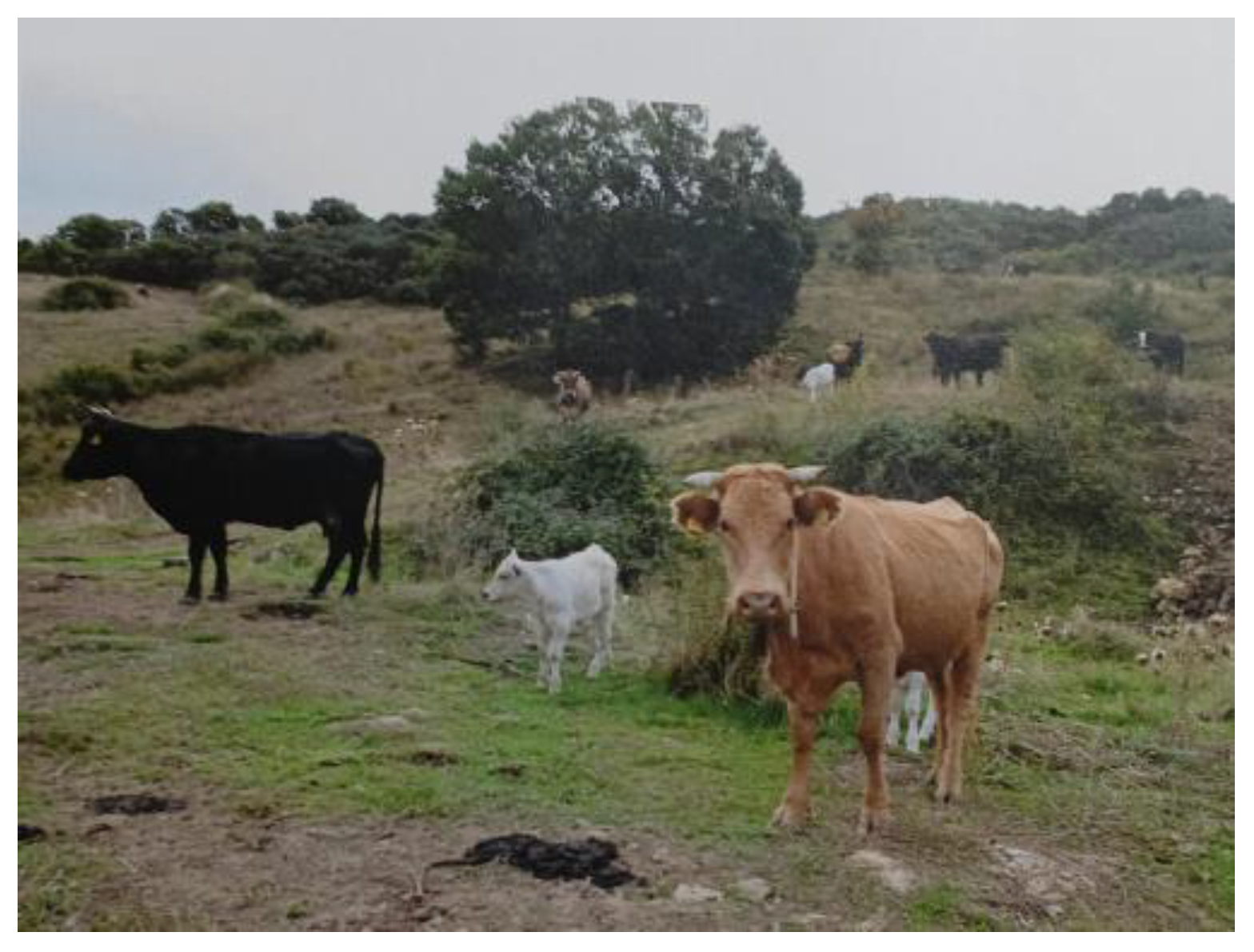 Vetsci 12 00305 g002