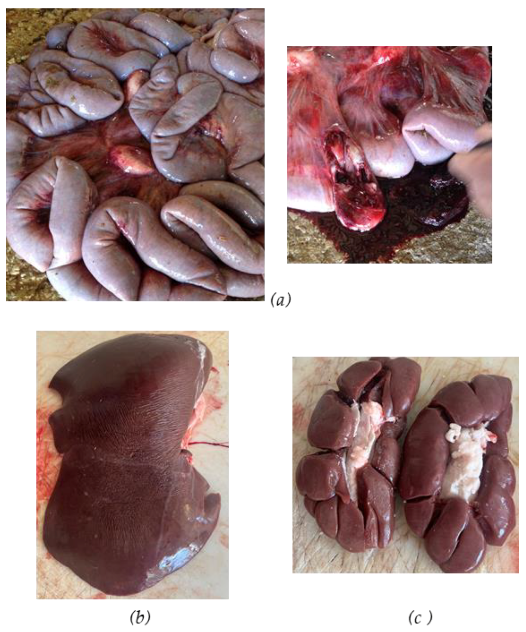 Vetsci 12 00305 g004