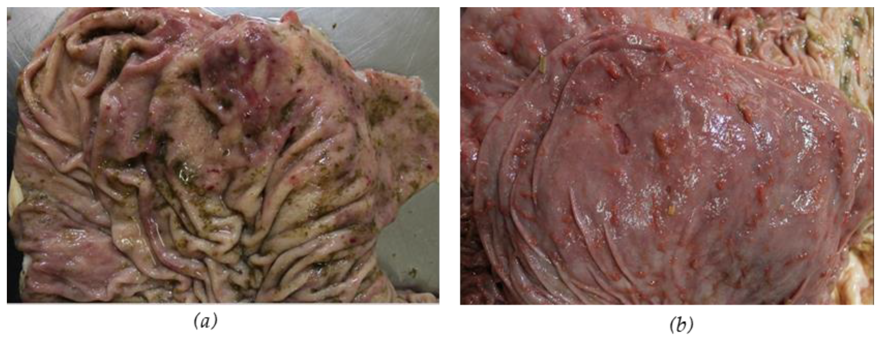 Vetsci 12 00305 g005