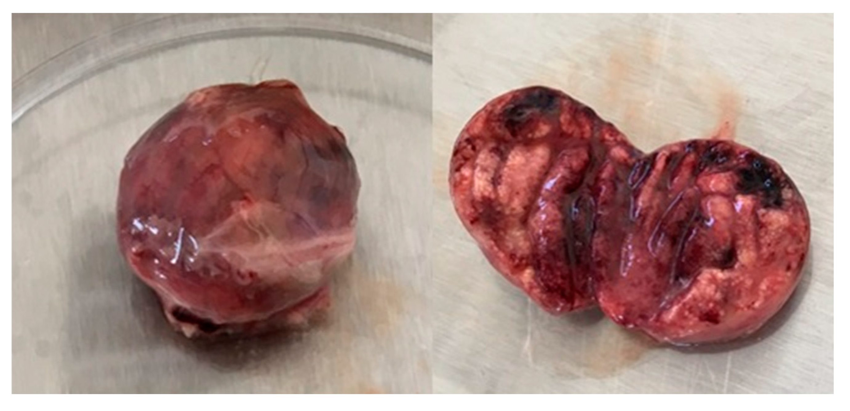 Vetsci 12 00319 g002